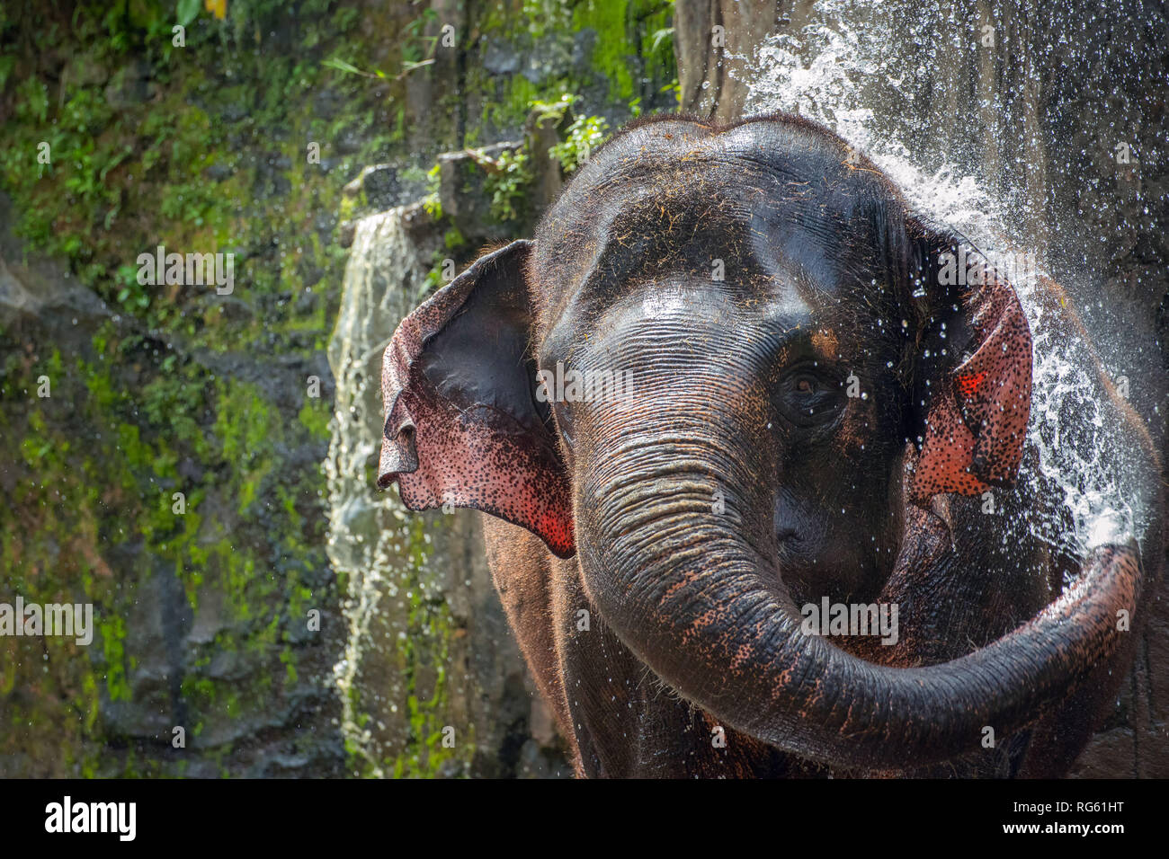 Elephant squirting water, Tangkahan, Sumatra, Indonesia Stock Photo