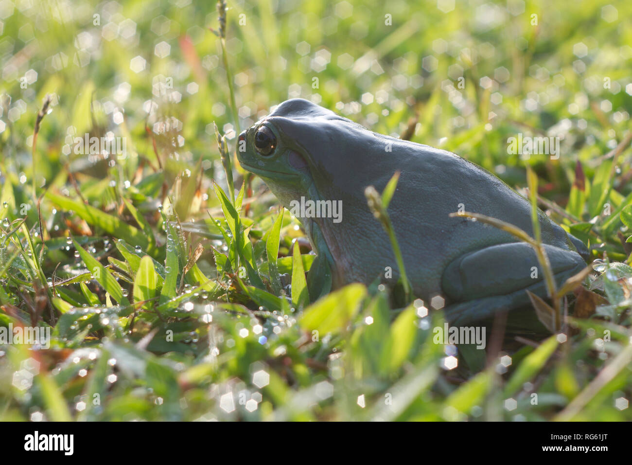 Australian Green Tree Frog sitting on wet grass, Indonesia Stock Photo
