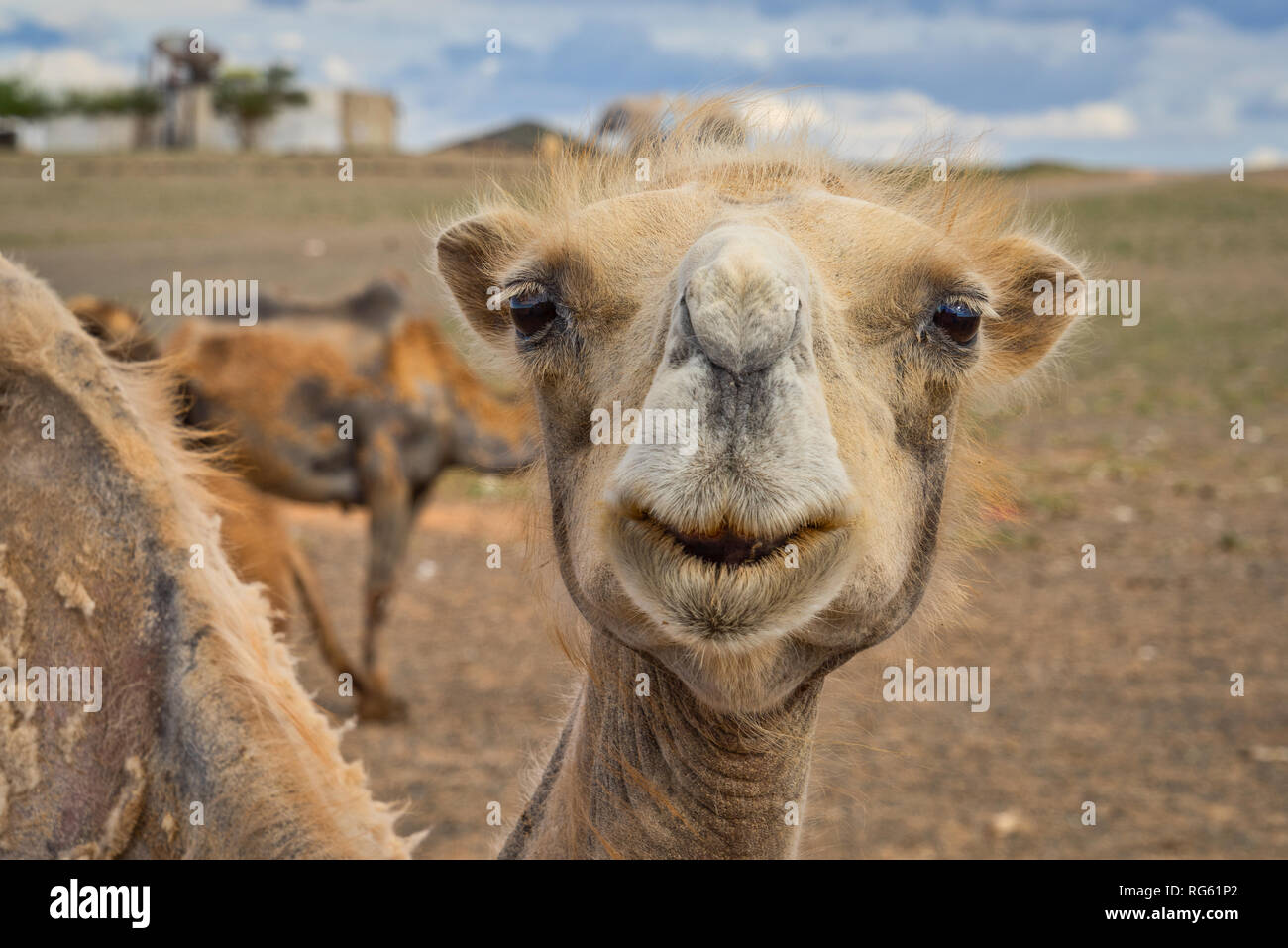 Bactrian camel in the desert, Gobi Desert, Bulgan, Mongolia Stock Photo