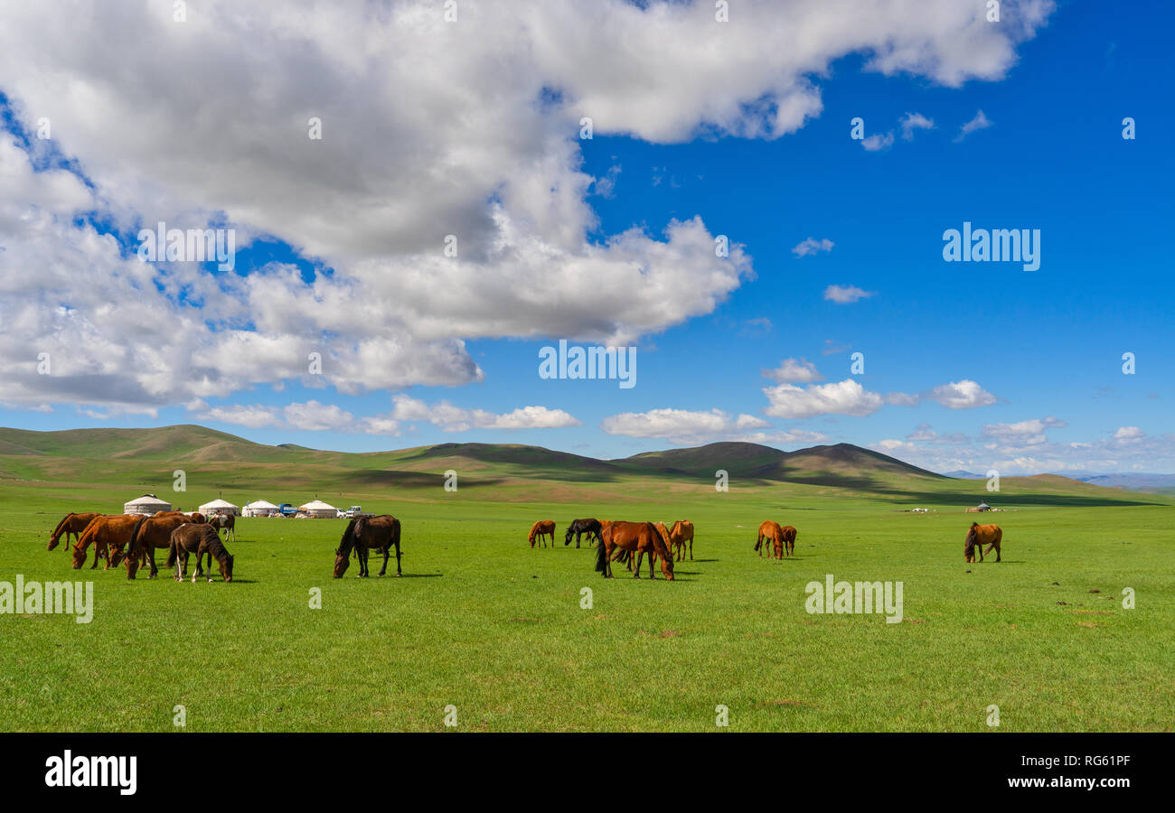 Horses grazing in front of yurts, Mongolia Stock Photo
