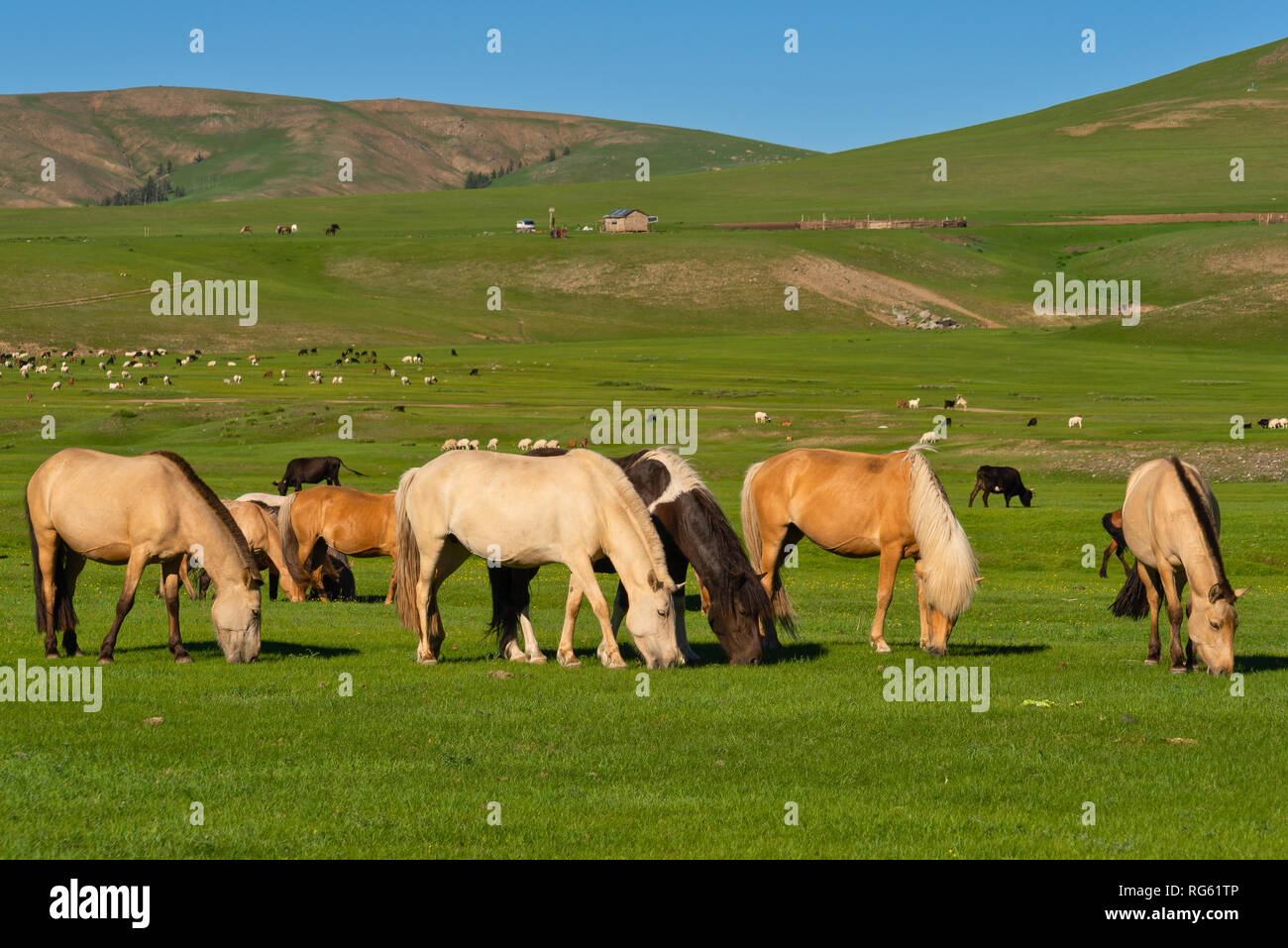 Horses grazing in Orkhon River Valley, Kharkhorin, Ovorkhangai Province, Mongolia Stock Photo