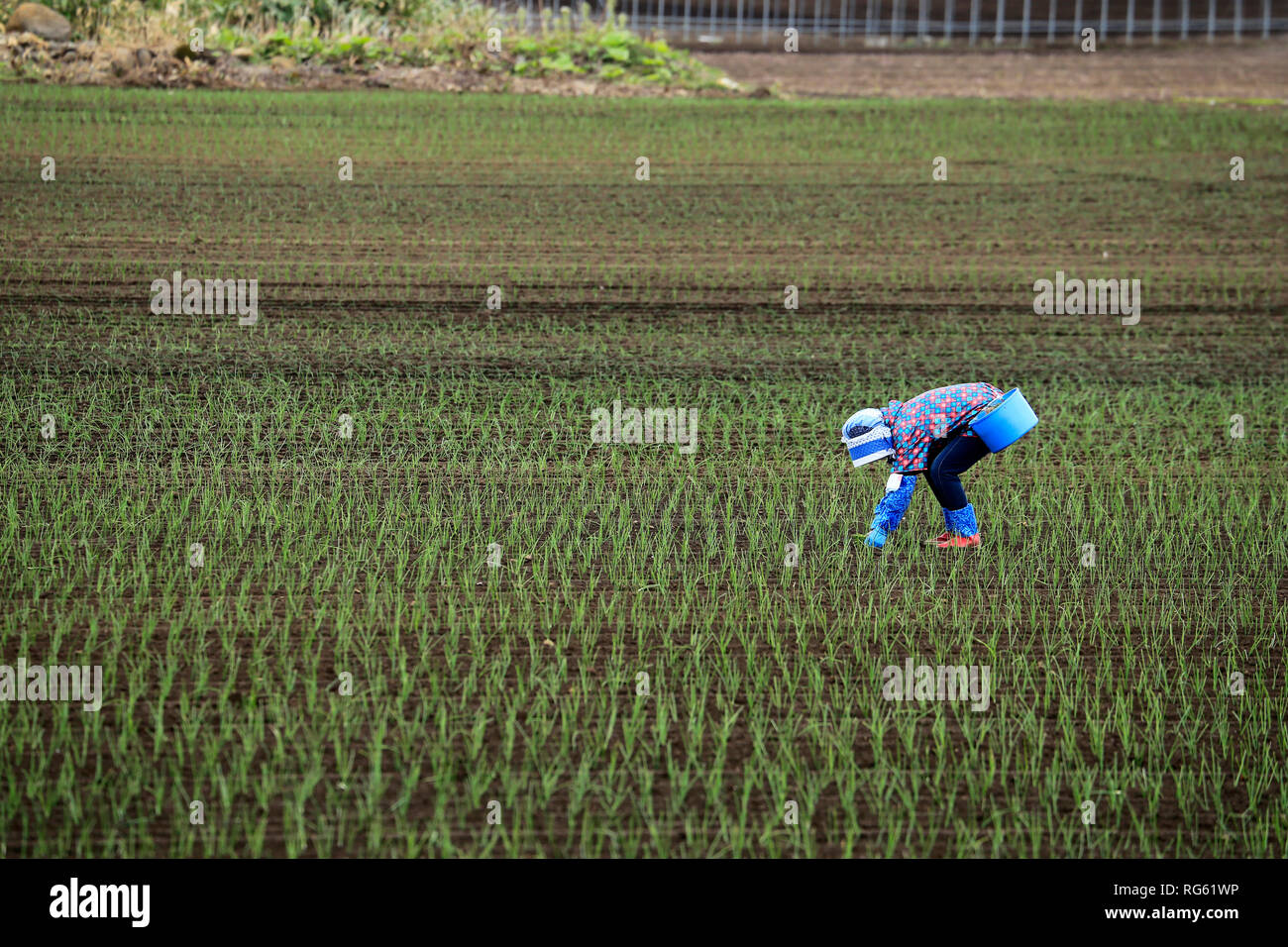 Woman planting rice in a paddy field, Asahikawa, Hokkaido, Japan Stock Photo