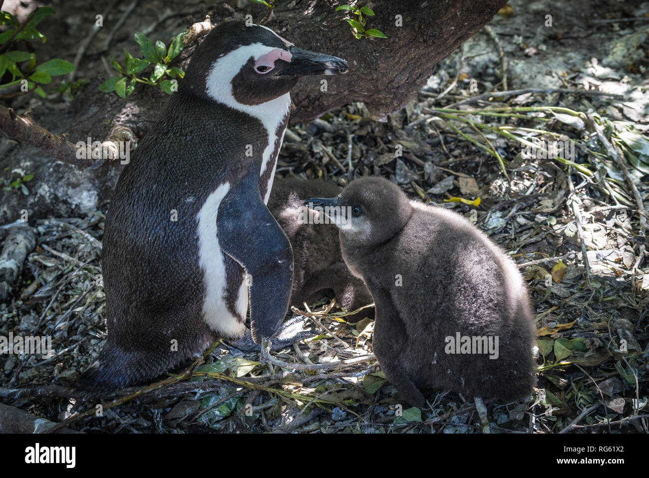 African Penguin with her chicks, Boulders Beach, Simon's Town, Western Cape, South Africa Stock Photo