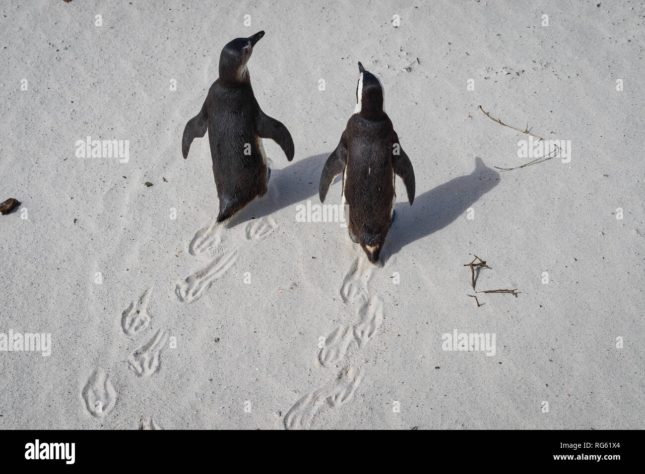 Overhead view of two African Penguins at Boulders Beach, Western Cape, South Africa Stock Photo