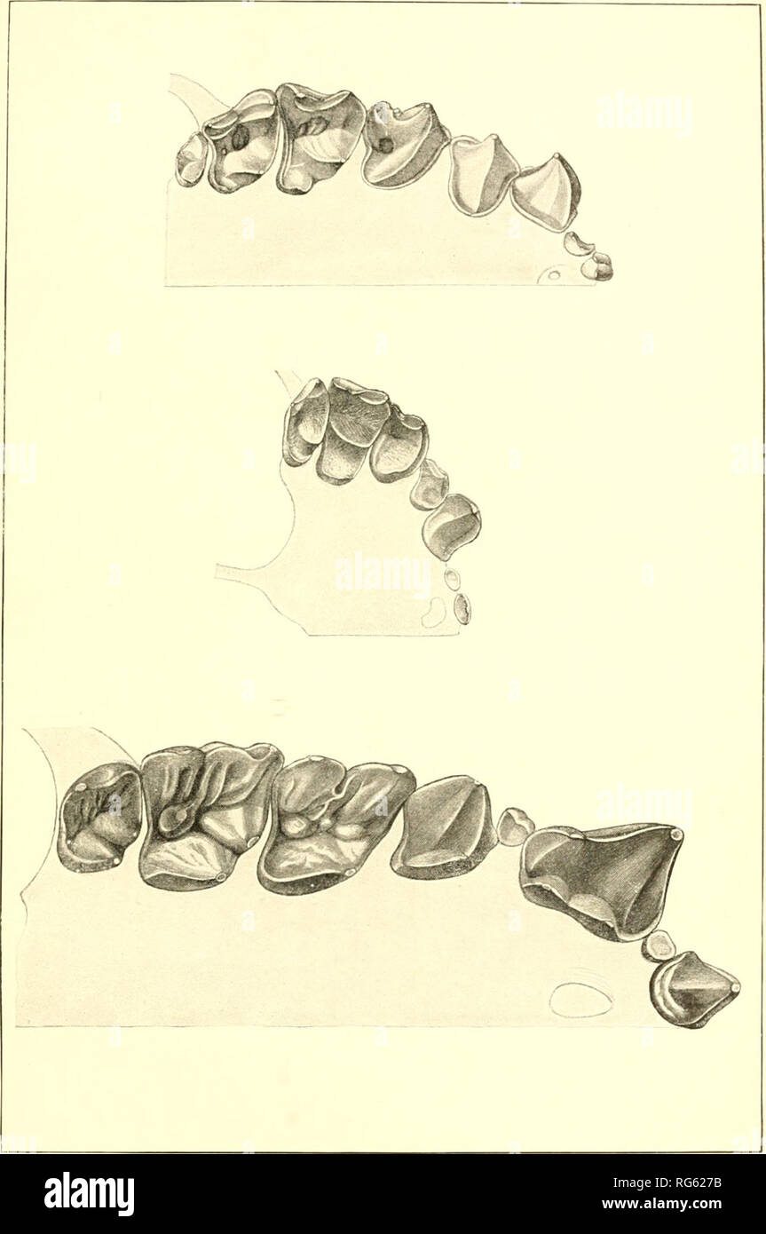 . Bulletin - United States National Museum. Science. U. S. NATIONAL MUSEUM BULLETIN NO. 57 PL. VI. Maxillary Teeth of Uroderma, Centurio, and Brachyphylla. For explanation of plate see page XIV.. Please note that these images are extracted from scanned page images that may have been digitally enhanced for readability - coloration and appearance of these illustrations may not perfectly resemble the original work.. United States National Museum; Smithsonian Institution; United States. Dept. of the Interior. Washington : Smithsonian Institution Press, [etc. ]; for sale by the Supt. of Docs. , U.  Stock Photo