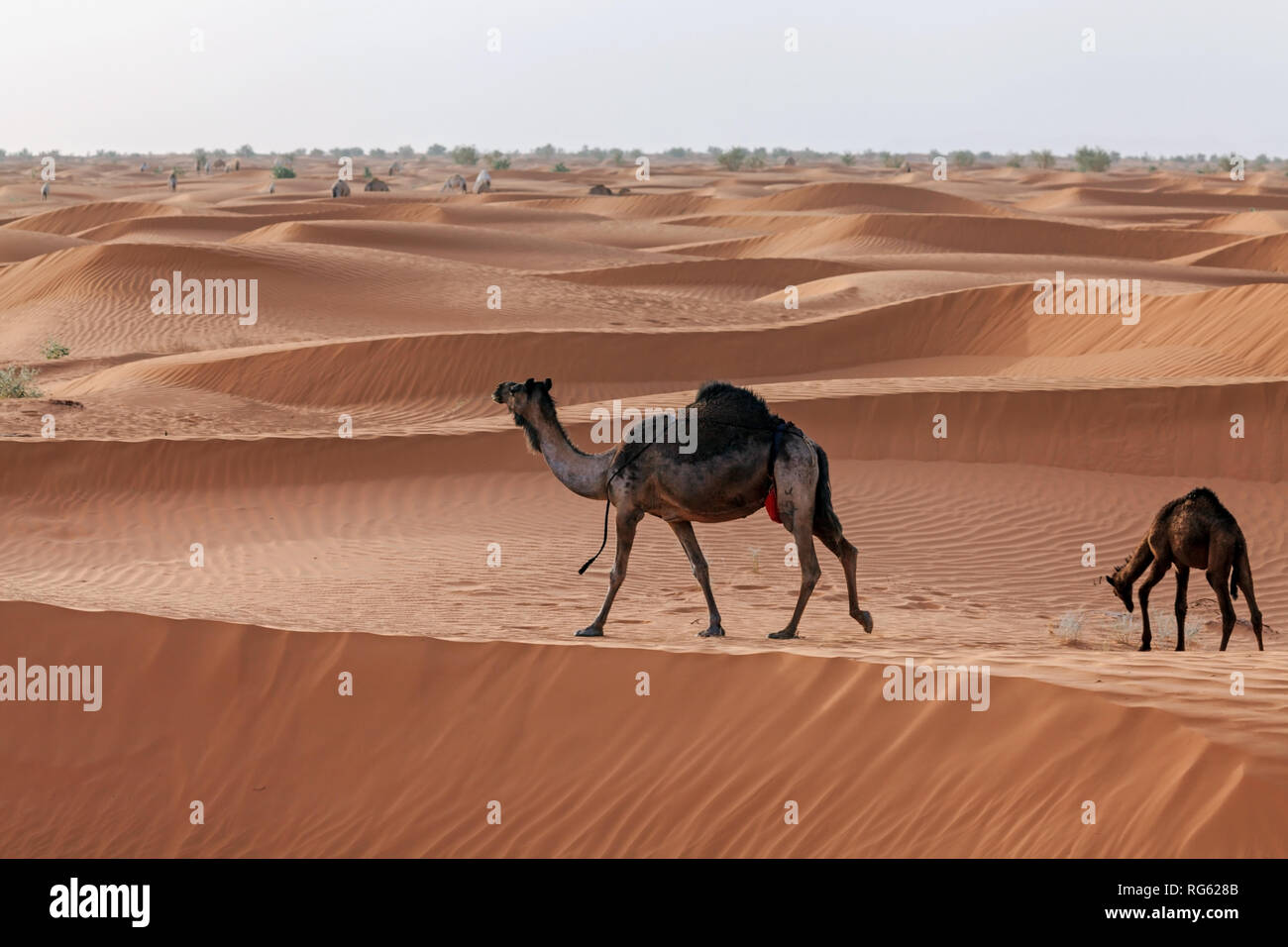 Two camels in the desert, Riyadh, Saudi Arabia Stock Photo