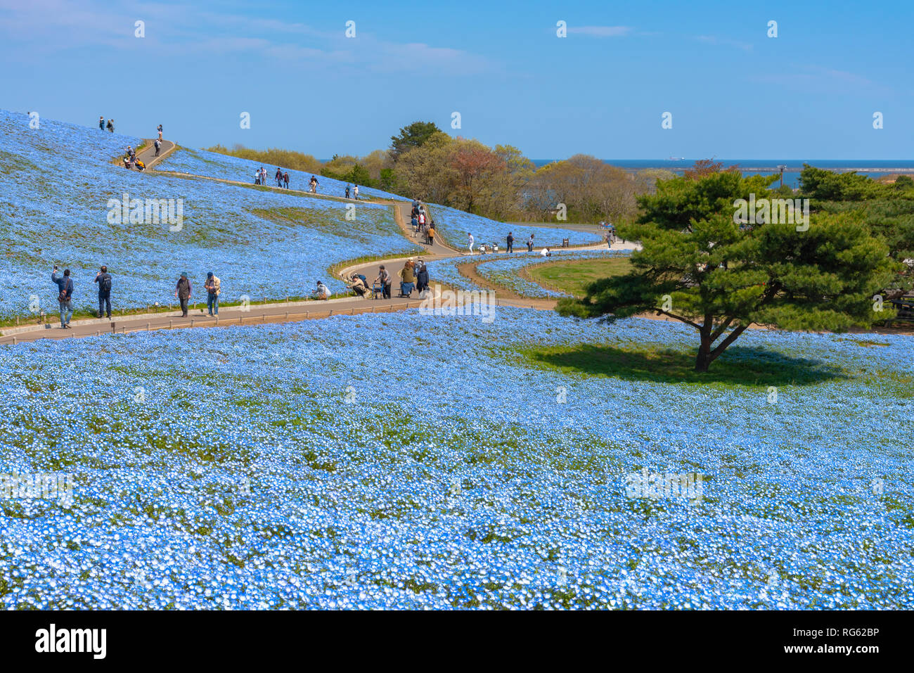 Nemophila (baby blue eyes flowers) flower field, blue flower carpet Stock Photo