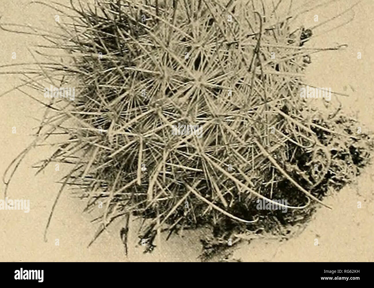 . The Cactaceae : descriptions and illustrations of plants of the cactus family. . Fig. 148.—Neomammillaria echinaria. 1 IG 149—e mamniill.ina rckoi Type locality: Mexico. Distribution: Hidalgo, Mexico. The above description is based on a plant collected by Dr. Rose in 1905 near Ixmi- quilpan, and this we have had growing ever since. The two varieties of Mammillaria echinata, gracilior Ehrenberg and pallida, published by Forster (Handb. Cact. 239. 1846), are probably only forms of the species. The varieties of Mammillaria gracilis may or may not belong here. They are as follows: var. laetevir Stock Photo