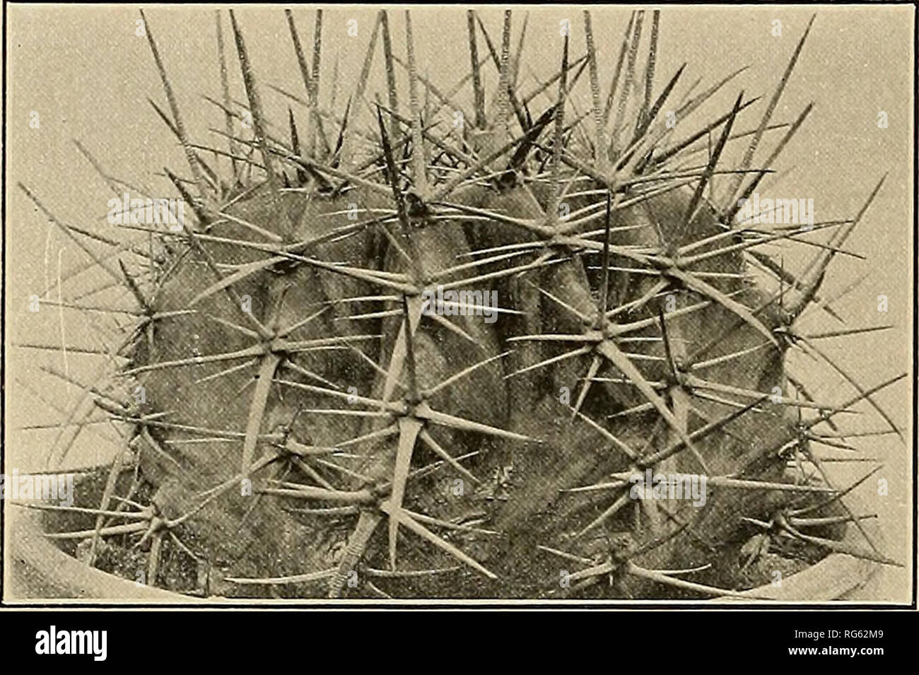 . The Cactaceae : descriptions and illustrations of plants of the cactus family. 172 the cactaceae;. Type locality: Mexico. Distribution: Eastern Mexico. Unfortunately, the type of the genus Echinocactus is now known only from the early descriptions and a single illustration. It seems to be quite distinct from the other species of the genus. The large giant cacti are very common in eastern Mexico, but it will require some very careful field work to disentangle the species. Illustration: Link and Otto, Verh. Ver. Beford. Gartenb. 3: pi. 14, as Melocactus platyacantkus.. Fig. 1S8.—Echinocactus p Stock Photo
