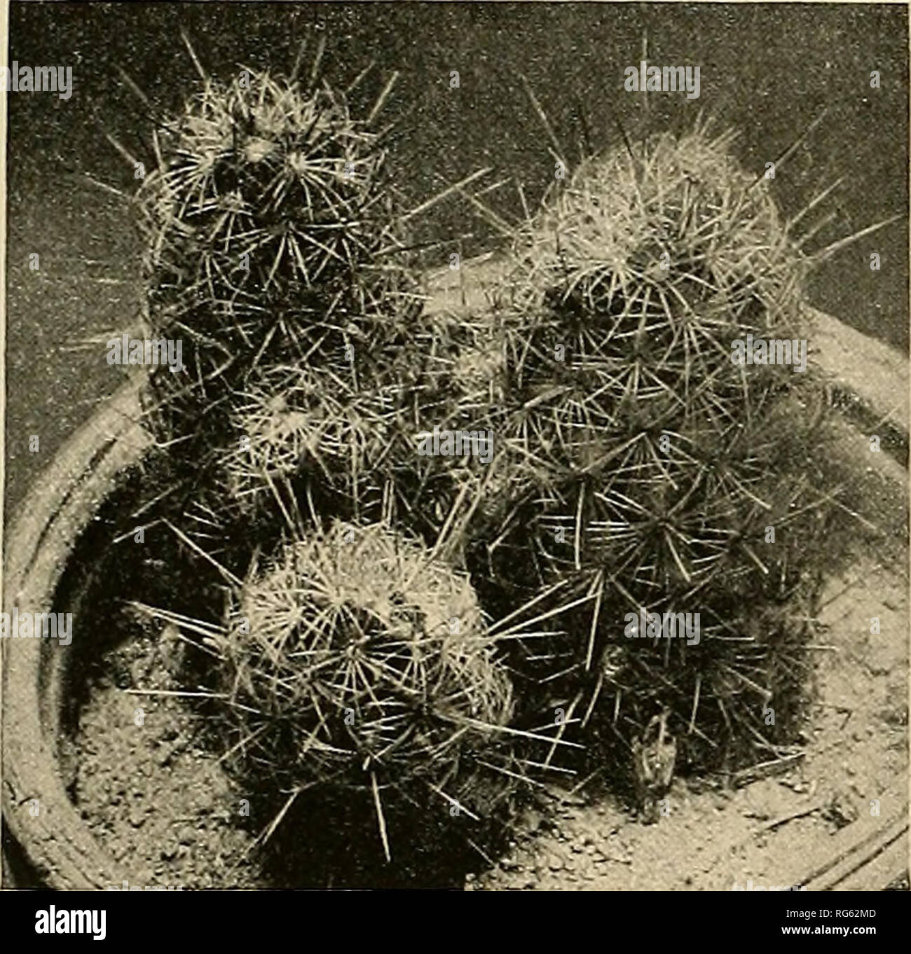 . The Cactaceae : descriptions and illustrations of plants of the cactus family. 136 THE CACTACEAE. they are now preserved. In April 1921 Mr. Vernon Bailey rediscovered the species in Arizona and sent in a number of living specimens, but none has yet flowered. Mr. Orcutt reports that he has collected specimens which have hooked spines. Mr. Orcutt dedicated this species to his wife, Mrs. Olivia Orcutt. Figure 147 is from a photograph of two plants sent by Mr. Vernon Bailey from Continental, Arizona, in 1920. 98. Neomammillaria echinaria (JDe Candolle). Mammillaria echinaria De Candolle, Mem. Mu Stock Photo
