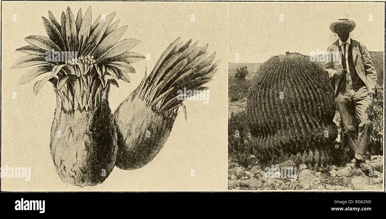 . The Cactaceae : descriptions and illustrations of plants of the cactus family. ECHINOCACTUS. 169 Type locality: Mexico. Distribution: Mexico. We refer here the plant collected at Ixmiquilpan by Dr. Rose in 1905 but we have seen no authentic material. The original description is based upon small juvenile plants but, according to Karwinsky, it is a very large plant fully 2 meters high. Pfeiffer's illustration of the flower, doubtless of the type, indicates that it is a true Echinocactus, but the narrow, entire, obtuse perianth-segments are very unlike those of any species we know. Schumann has Stock Photo