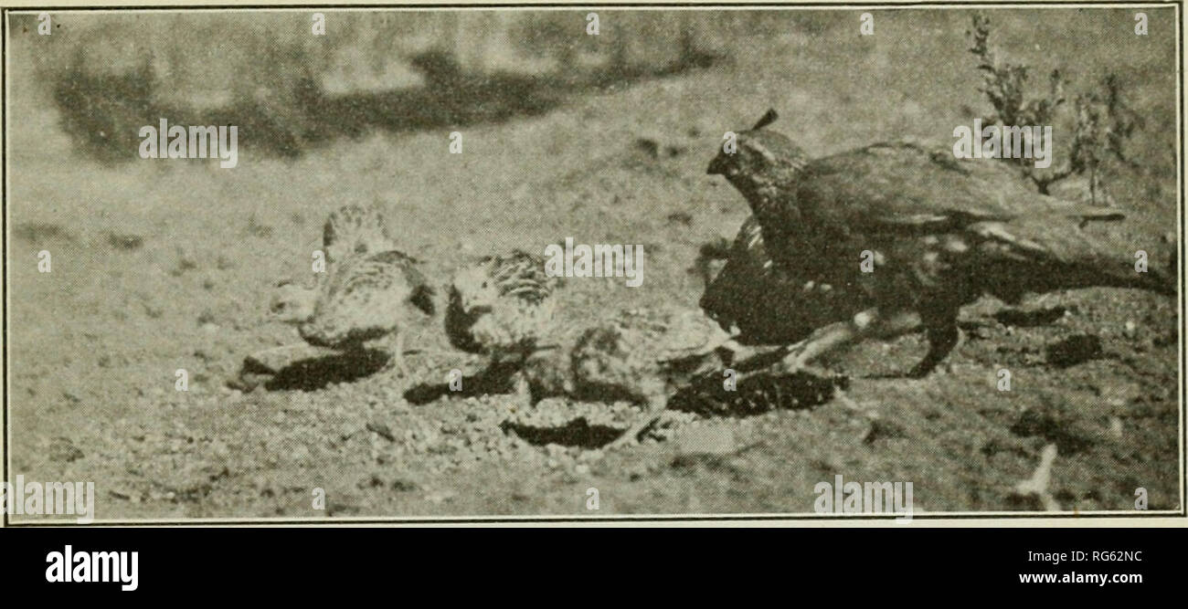 . California fish and game. Fisheries -- California; Game and game-birds -- California; Fishes -- California; Animal Population Groups; Pêches; Gibier; Poissons. CALIFORNIA FISH AND GAME. 35. Fig. 9. Wild valley quail feeding in dooryard. Photograph by J. H. Gyger taken at Elsi- nore, California, August 1, 1915. INCOMPLETE RECORD OF FUR- BEARERS KILLED IN NATIONAL FORESTS IN 1914. 1^ &amp; D.2. Kg 1&quot; Sierra (Idis B 1 a. a a ] r-* { 1 1 J 1 2 w Mountain lion .. Black bear River otter .- -- Fisher Marten Red and cross fox Foxes Mink Weasel Wildcat Raccoon Ring-tailed cat.. Spotted skunk-— S Stock Photo
