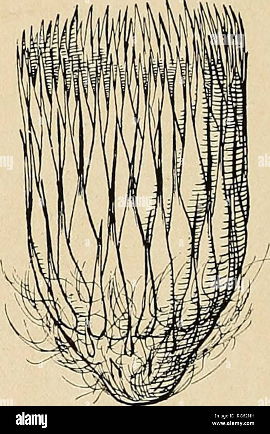 The Cactaceae Descriptions And Illustrations Of Plants Of The
