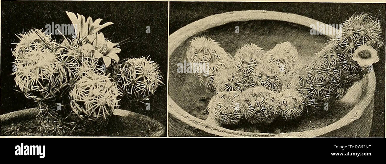 . The Cactaceae : descriptions and illustrations of plants of the cactus family. N^OMAMMILLARI A. 133 Mammillaria depressa was credited by mistake to De Candolle by Pfeiffer in listing the synonyms of M. discolor (Enum. Cact. 28. 1837). Mammillaria confinis Haage, according to Pfeiflfer (Enum. Cact. 28. 1837), appeared in &quot;Haage, Catal. Cact. 1836&quot; and he lists it as a synonym of M. albida. Mammillaria canescens Hortus (Pfeiffer, Enum. Cact. 28. 1837) was given as a synonym of M. discolor. This is different from M. canescens Jacobi (Allg. Gartenz. 24: 89. 1856) which Schumaim lists a Stock Photo