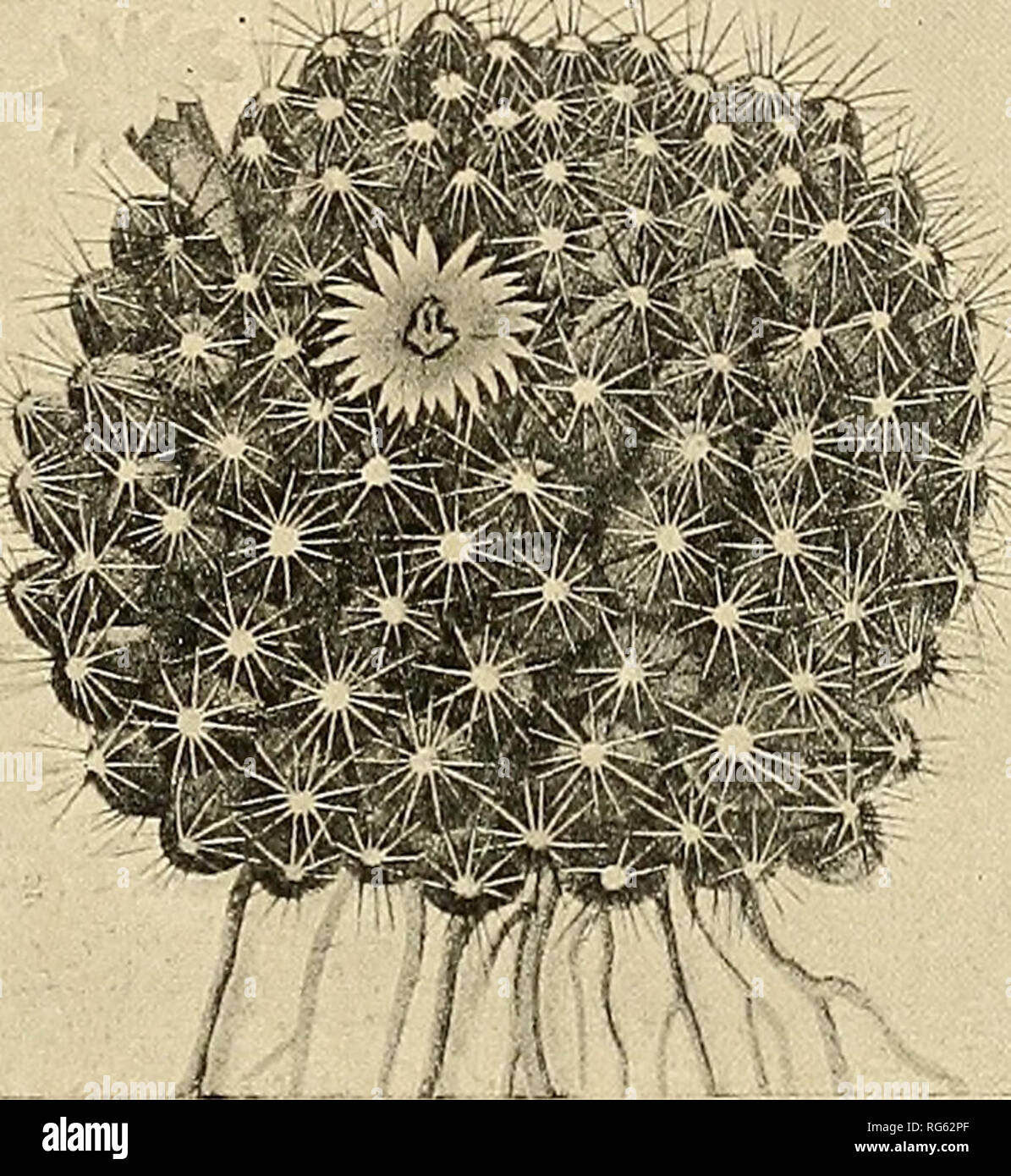 . The Cactaceae : descriptions and illustrations of plants of the cactus family. . Fig. ii)3.—NeomammlUaria vetula. Fig. 144.—-Neomammillaria discolor. 92. Neomammillaria fertilis (Hildmann). Mammillaria fertilis Hildmann in Schumann, Gesamtb. Kakteen 503. 1898. Cespitose, the individual plant globose to short-cylindric, dark green; tubercles arranged in 8 or 13 rows, a little woolly in their axils; radial spines 7 to 10, acicular, 6 mm. long; central spines i or 2, straight, stouter than the radials, 10 mm. long; flowers deep crimson, 2 cm. long; inner perianth- segments linear-lanceolate, ac Stock Photo