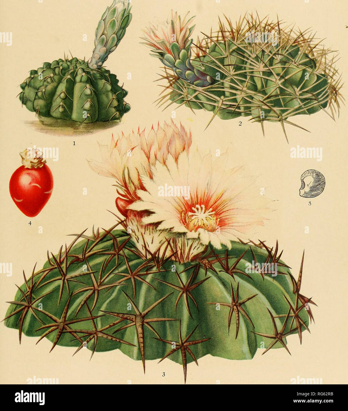 Gymnocalycium platense hi-res stock photography and images - Alamy