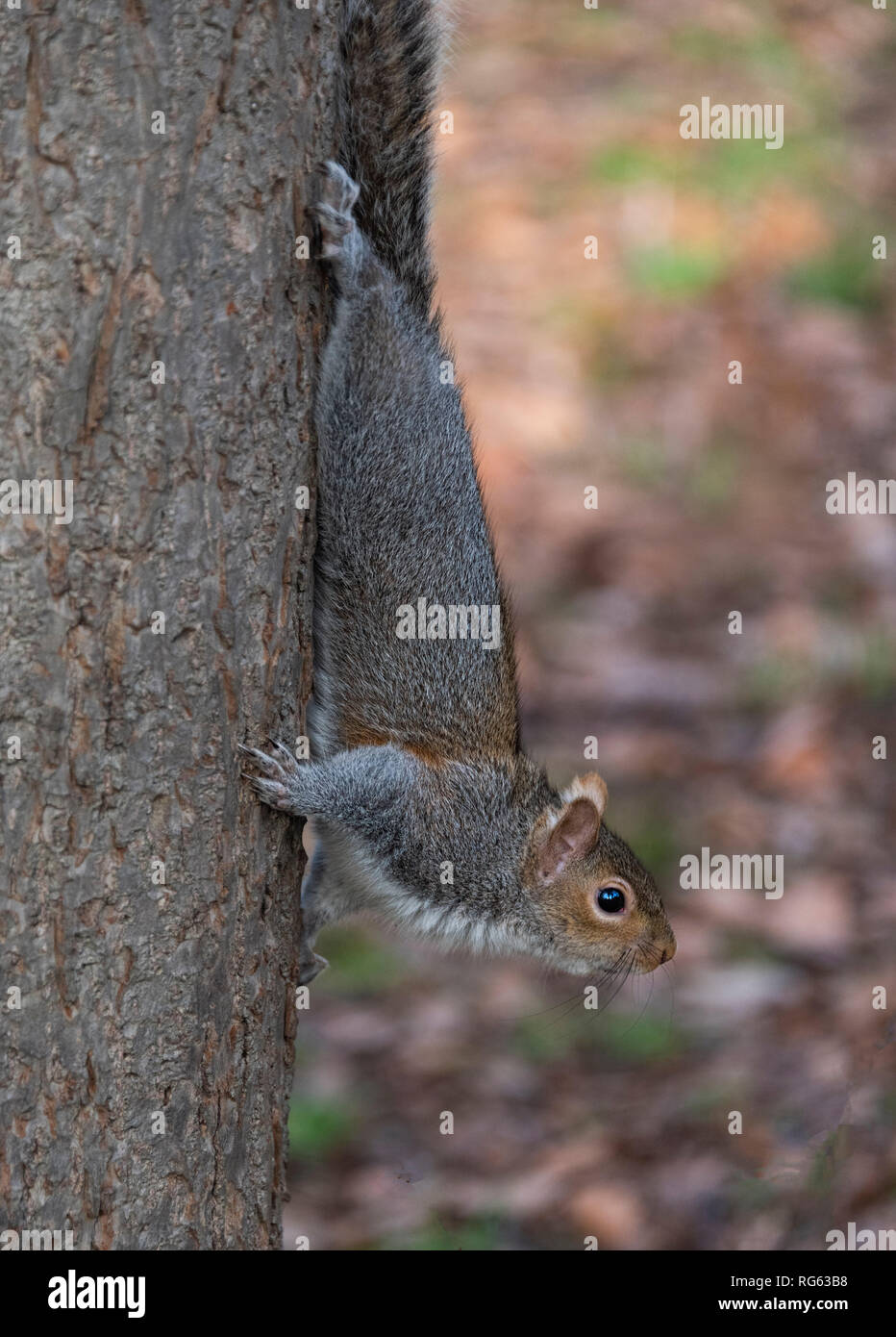 Grey Squirrel on tree trunk Stock Photo