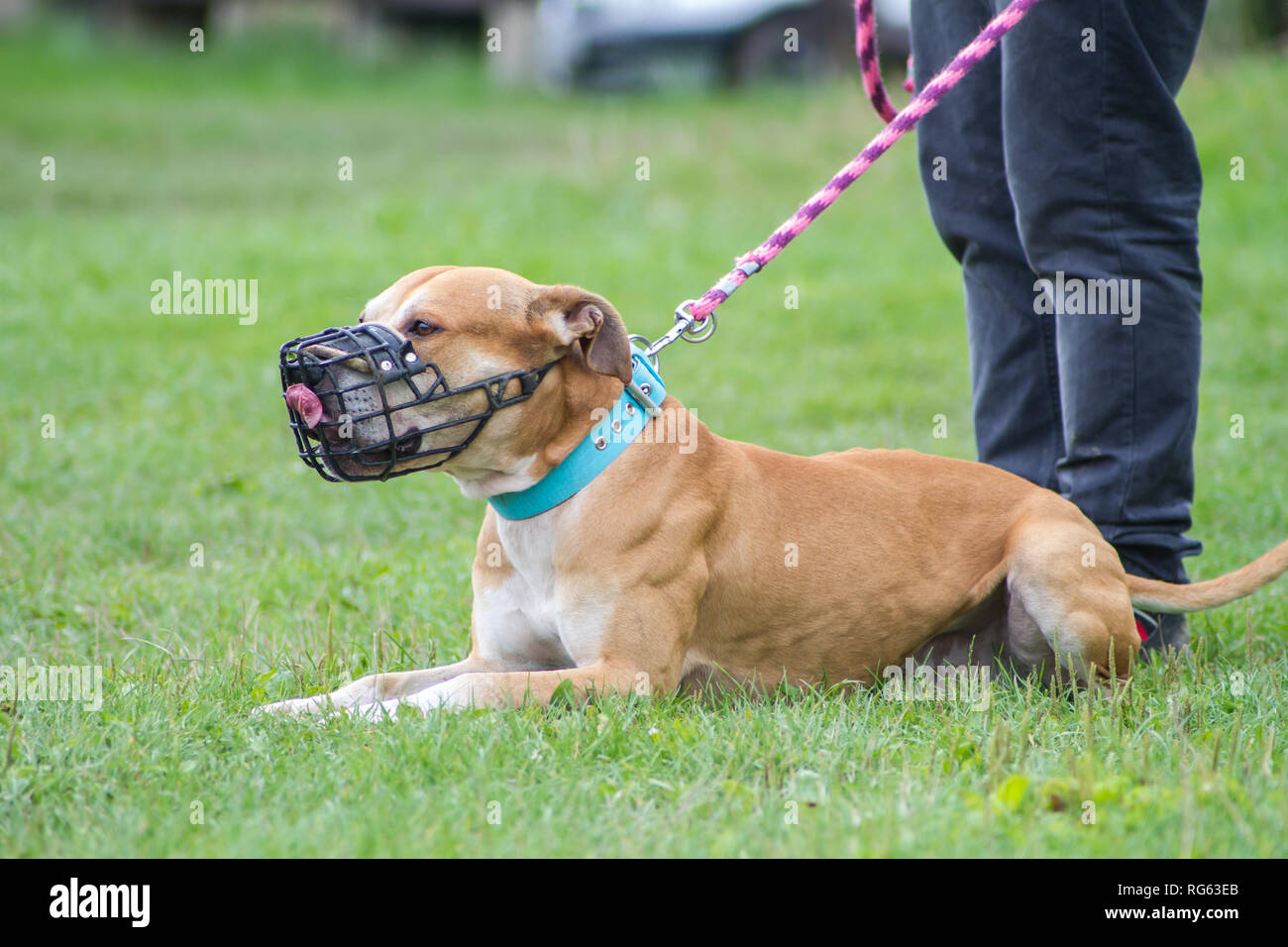 Muzzled American Pit Bull Terrier Stock Photo
