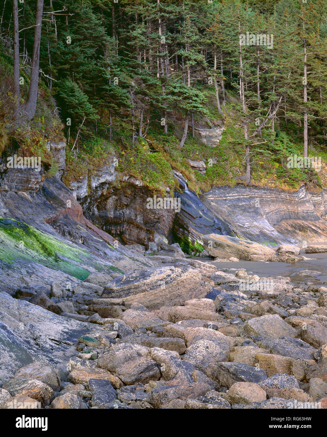 USA, Oregon, Oswald West State Park, Coastal forest of Sitka spruce begins above a rocky intertidal area exposed at low tide. Stock Photo