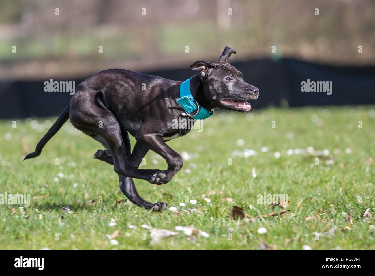 Black pit spring hi-res stock photography and images - Alamy