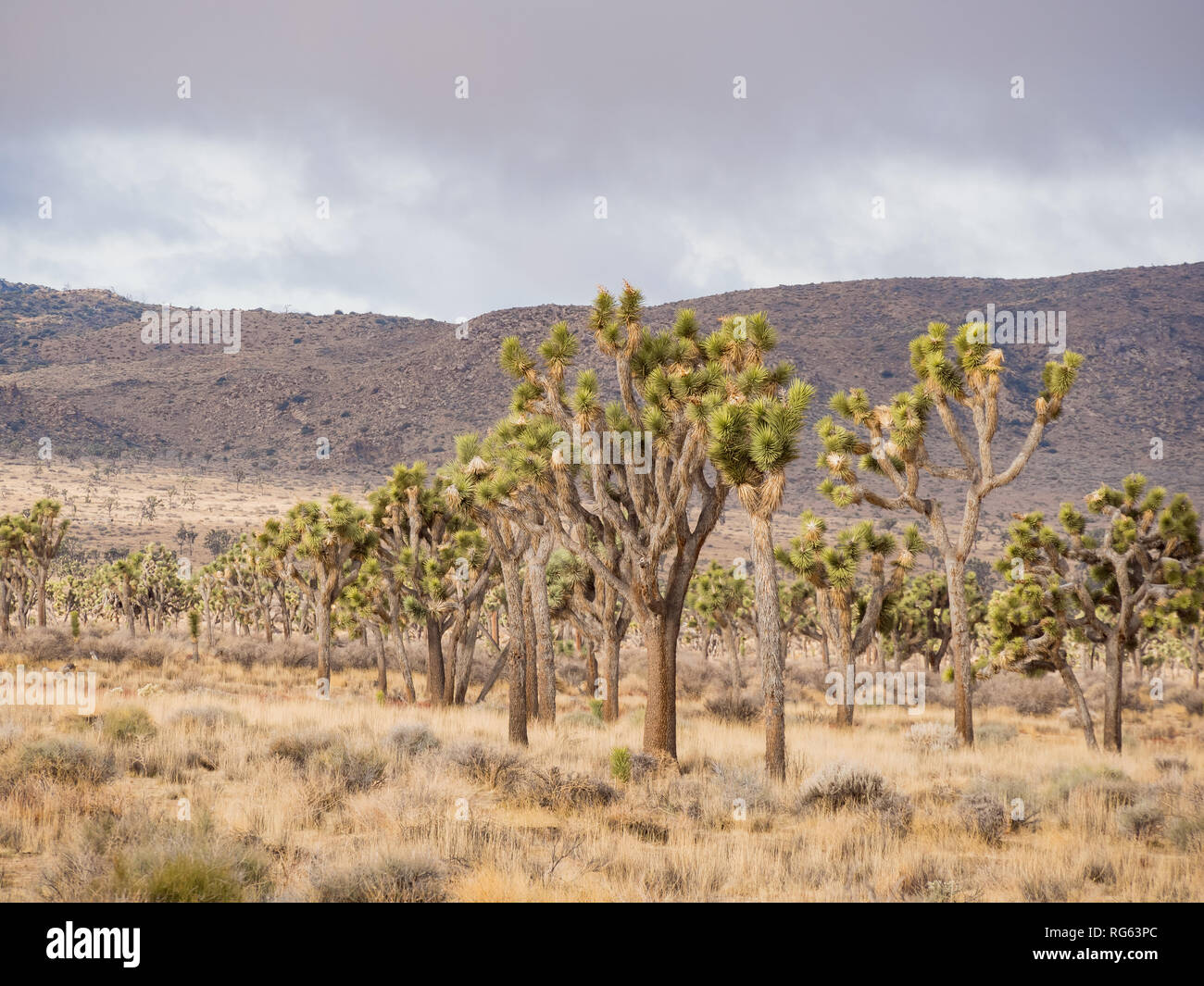 Beautiful landscape with Joshua tree, mountain, rocks at Joshua Tree National Park, California Stock Photo