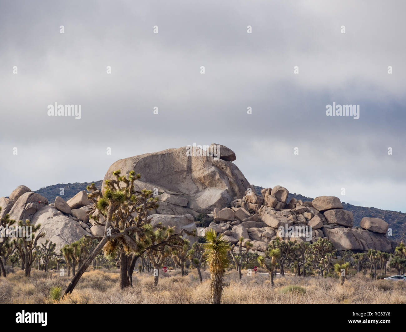 Beautiful landscape with Joshua tree, mountain, rocks at Joshua Tree National Park, California Stock Photo