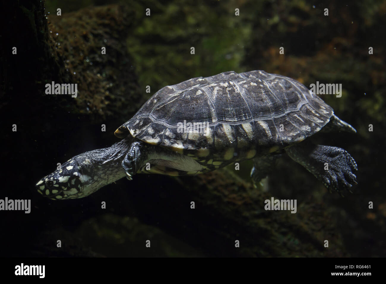 Black pond turtle (Geoclemys hamiltonii), also known as the Indian spotted turtle. Stock Photo
