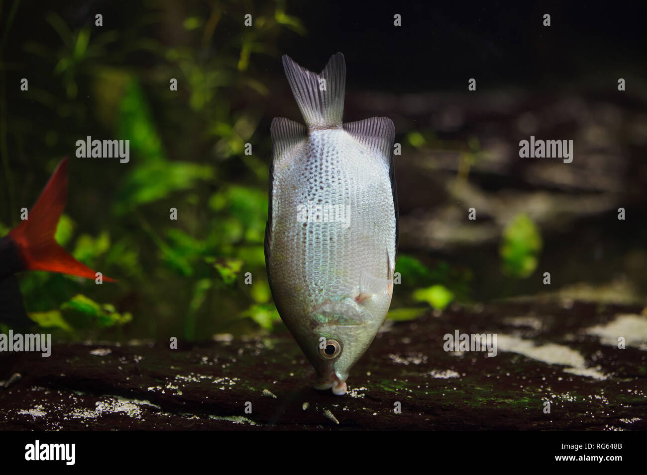 Kissing gourami (Helostoma temminckii), also known as the kissing fish. Stock Photo
