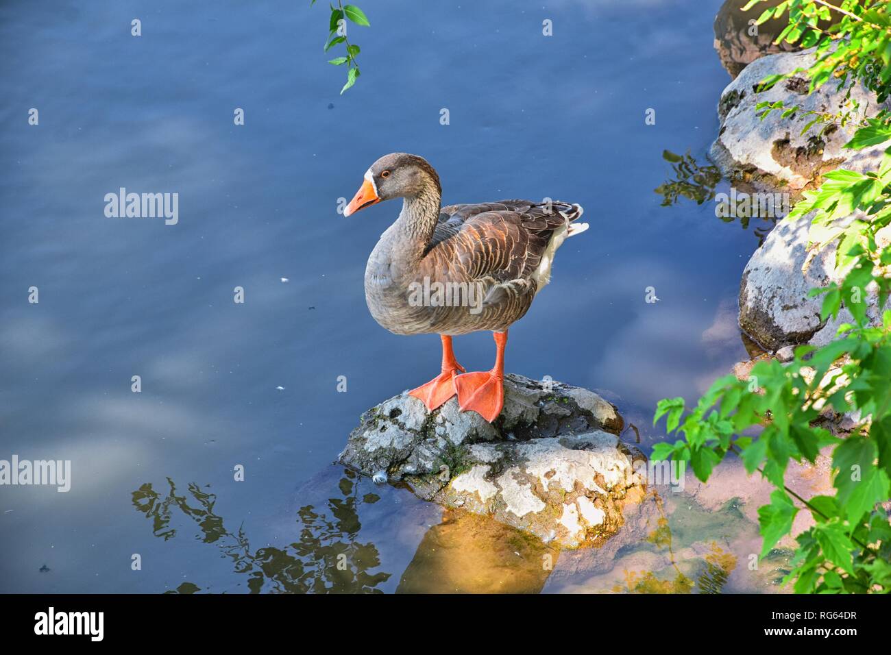 Ducks (Anatidae) swimming and resting in the water and banks of the Jordan River Trail with surrounding trees, Russian Olive, cottonwood and muddy str Stock Photo