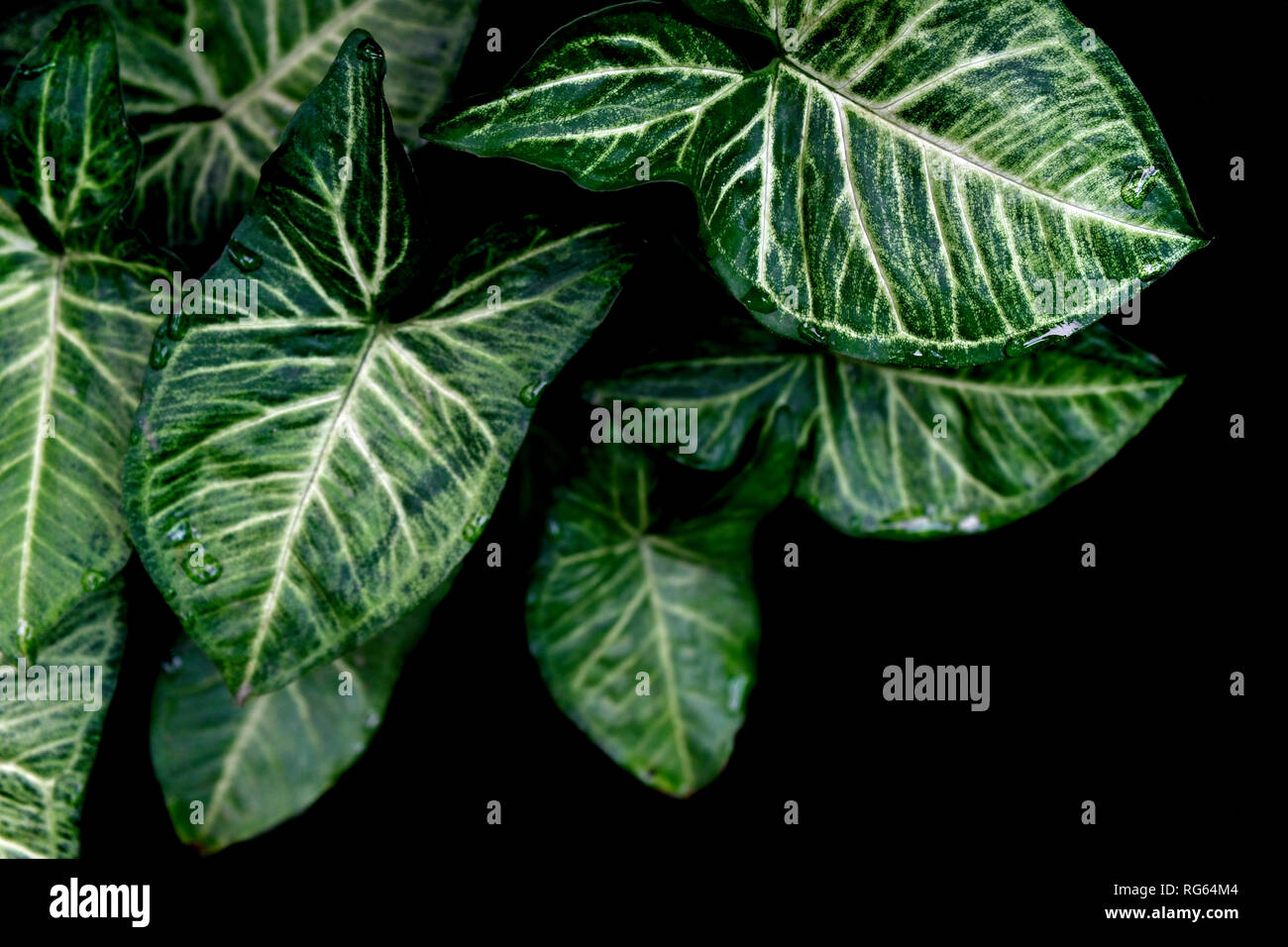 Rainforest leaves hi-res stock photography and images - Alamy