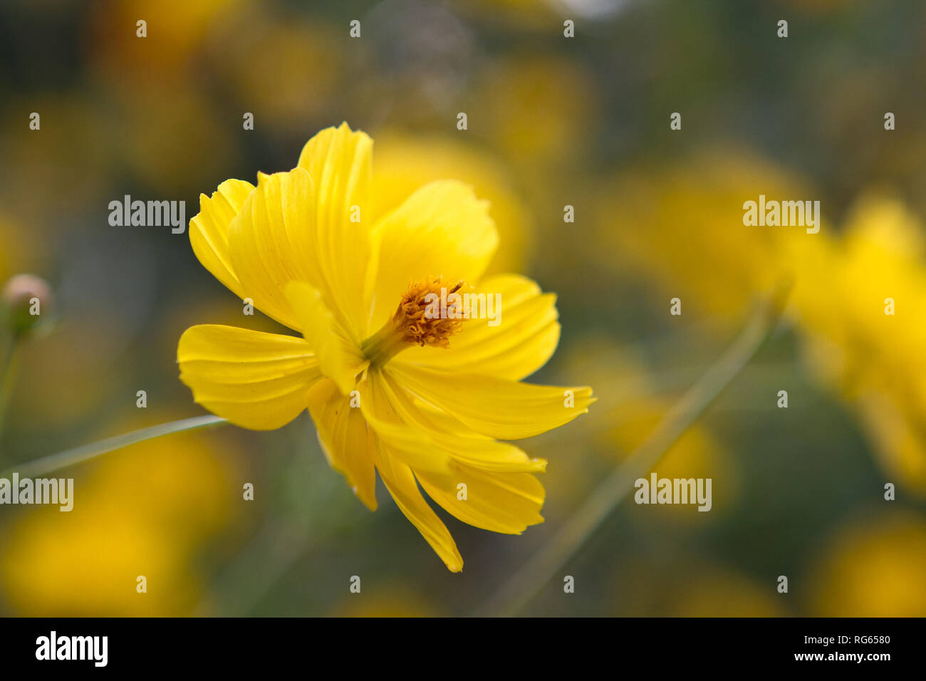 Beautiful yellow daisies Stock Photo