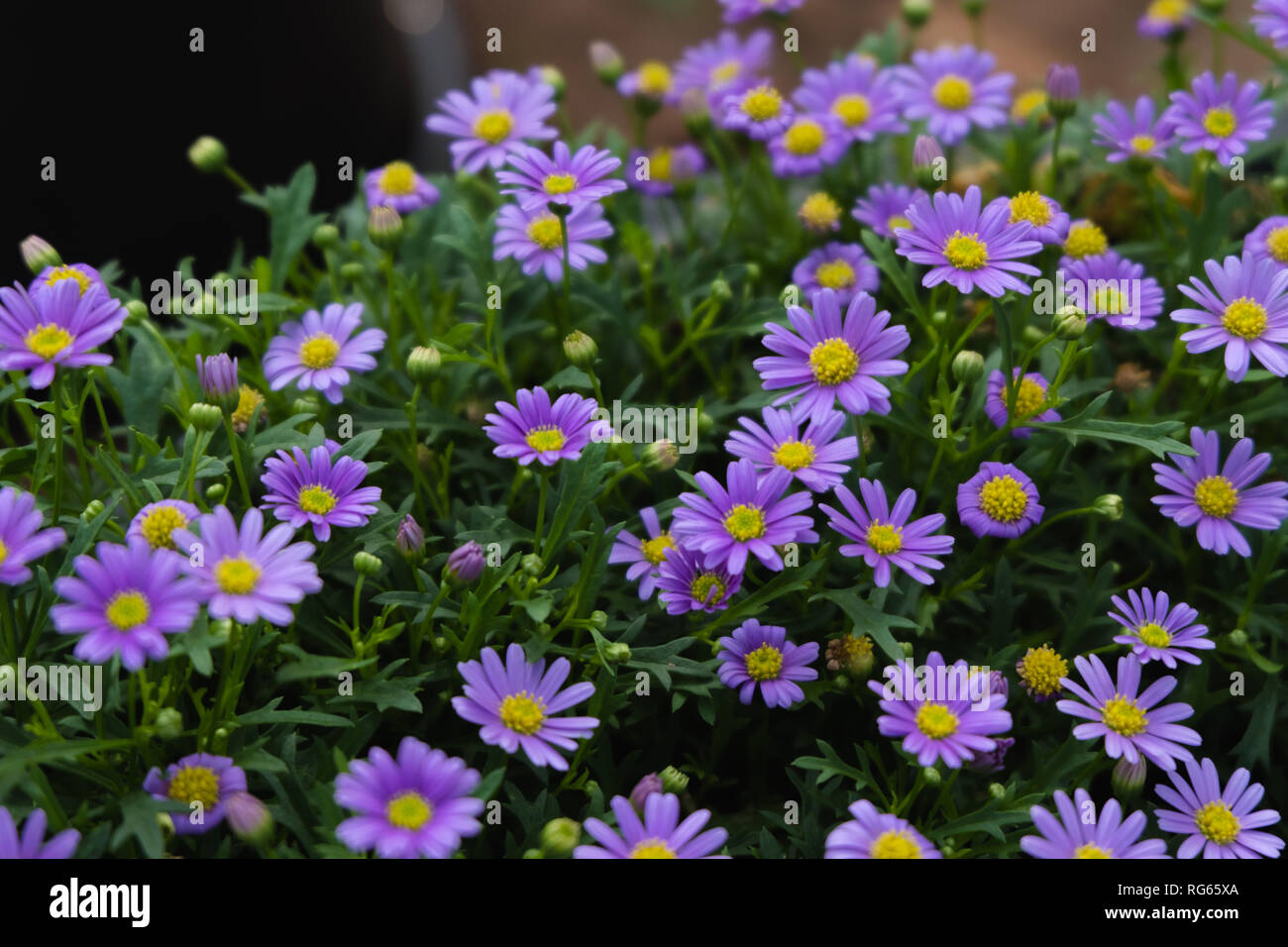 Purple flowers in bloom Stock Photo - Alamy