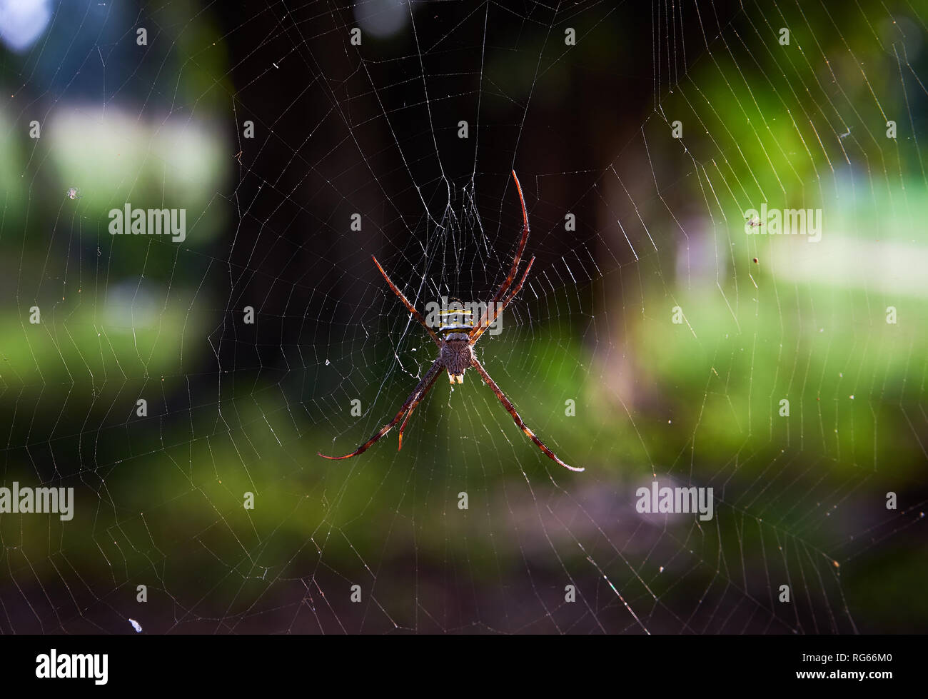Spider on web Stock Photo