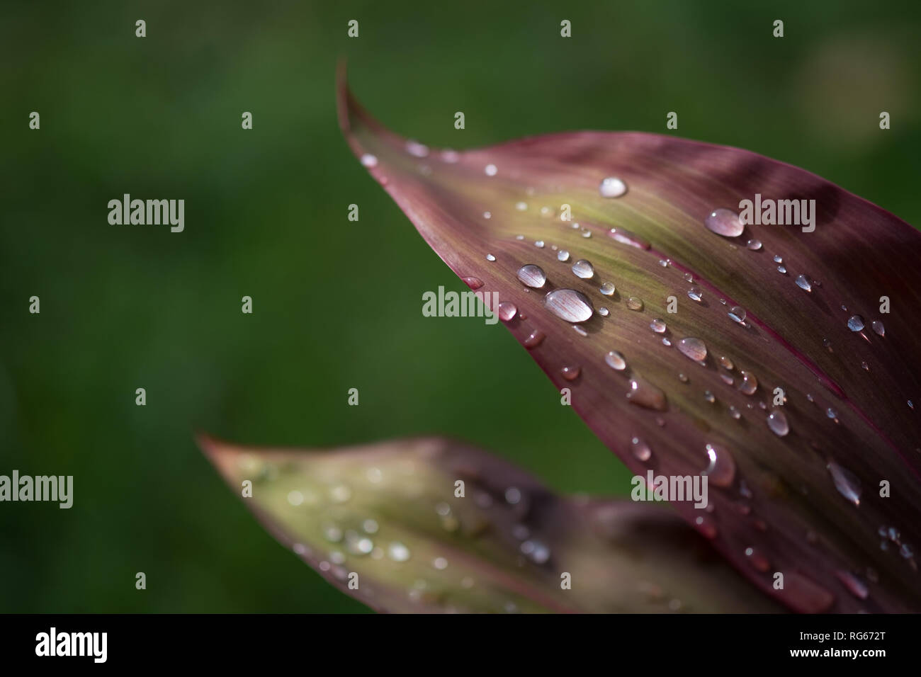 Close-up view of rain drops on leaf Stock Photo