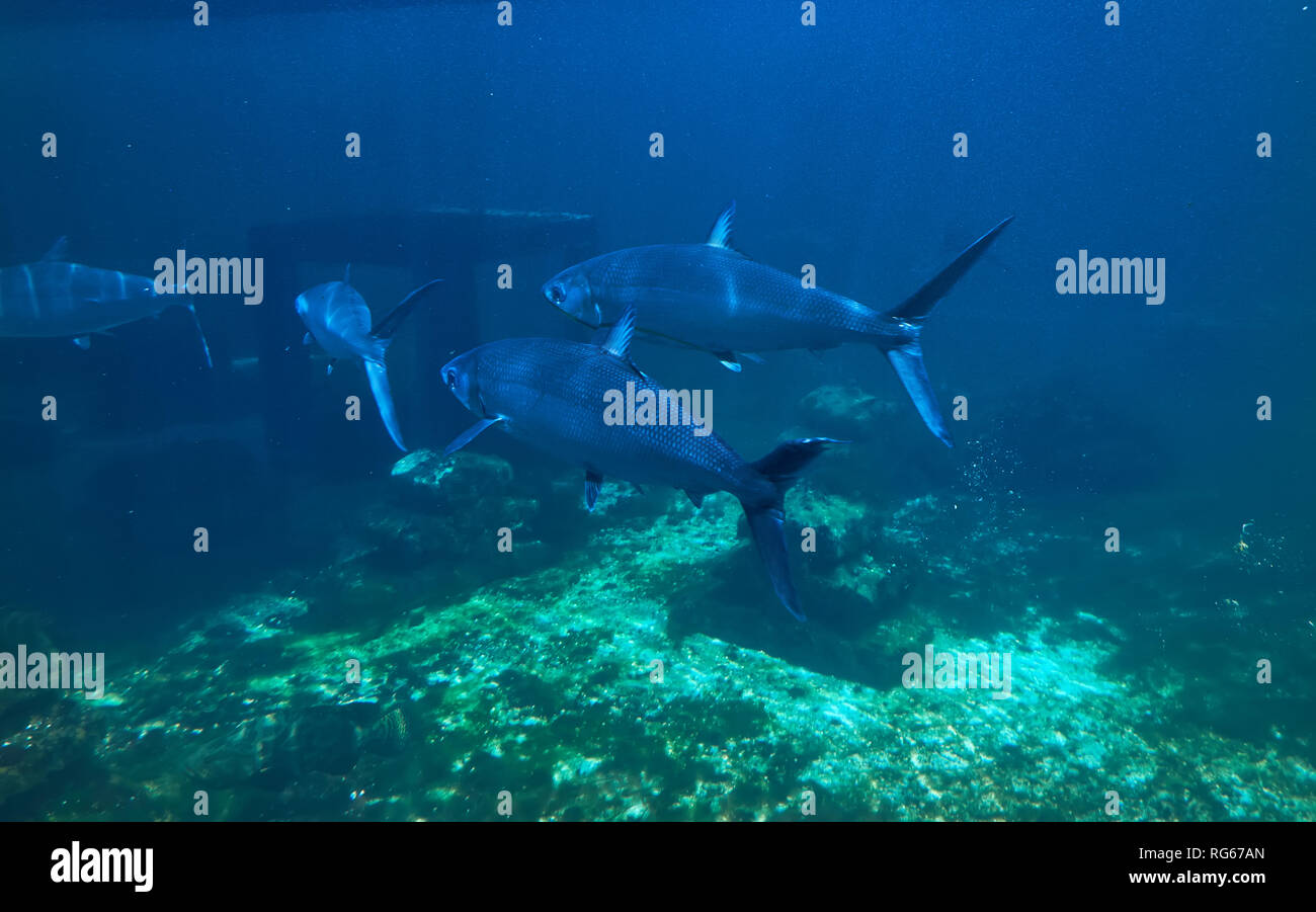 fish swimming under water Stock Photo