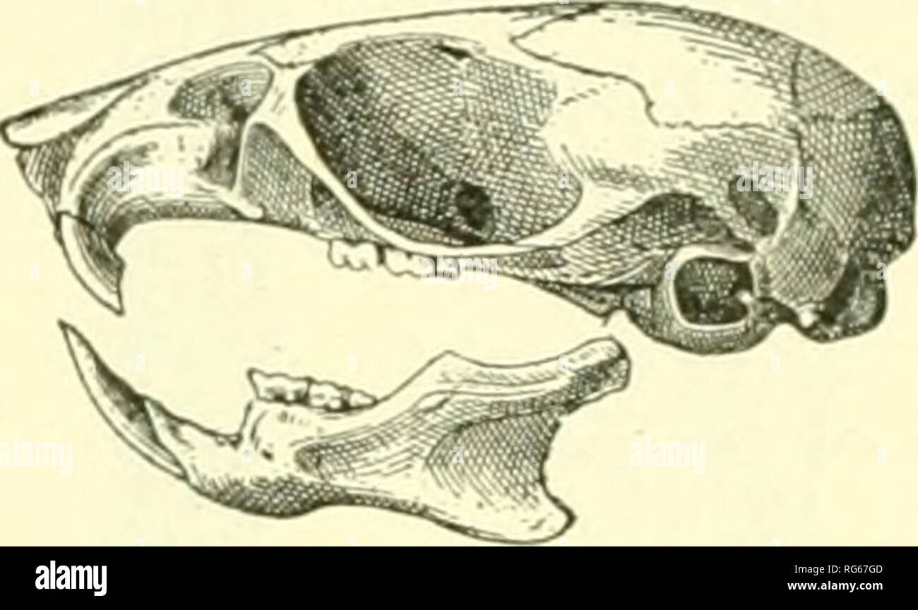 . Bulletin - United States National Museum. Science. Fig. 107.—Peromyscus tiburonensis. Skull, a, dorsal view; b, ventral view; c, lateral view. bullae are much less developed, and the incisive foramina and inter- pterygoid fossa wider. The teeth (fig. 108) are considerably smaller. Remarks.—This species was taken on Tiburon Island by Mr. J. W. Mitchell, who accompanied Doctor McGee, of the Bureau of Ethnology, on his exploration in the region inhabited by the Seri Indians during the season of 1895-96. Though occurring beyond the scope embraced by the present report, the species is here introd Stock Photo