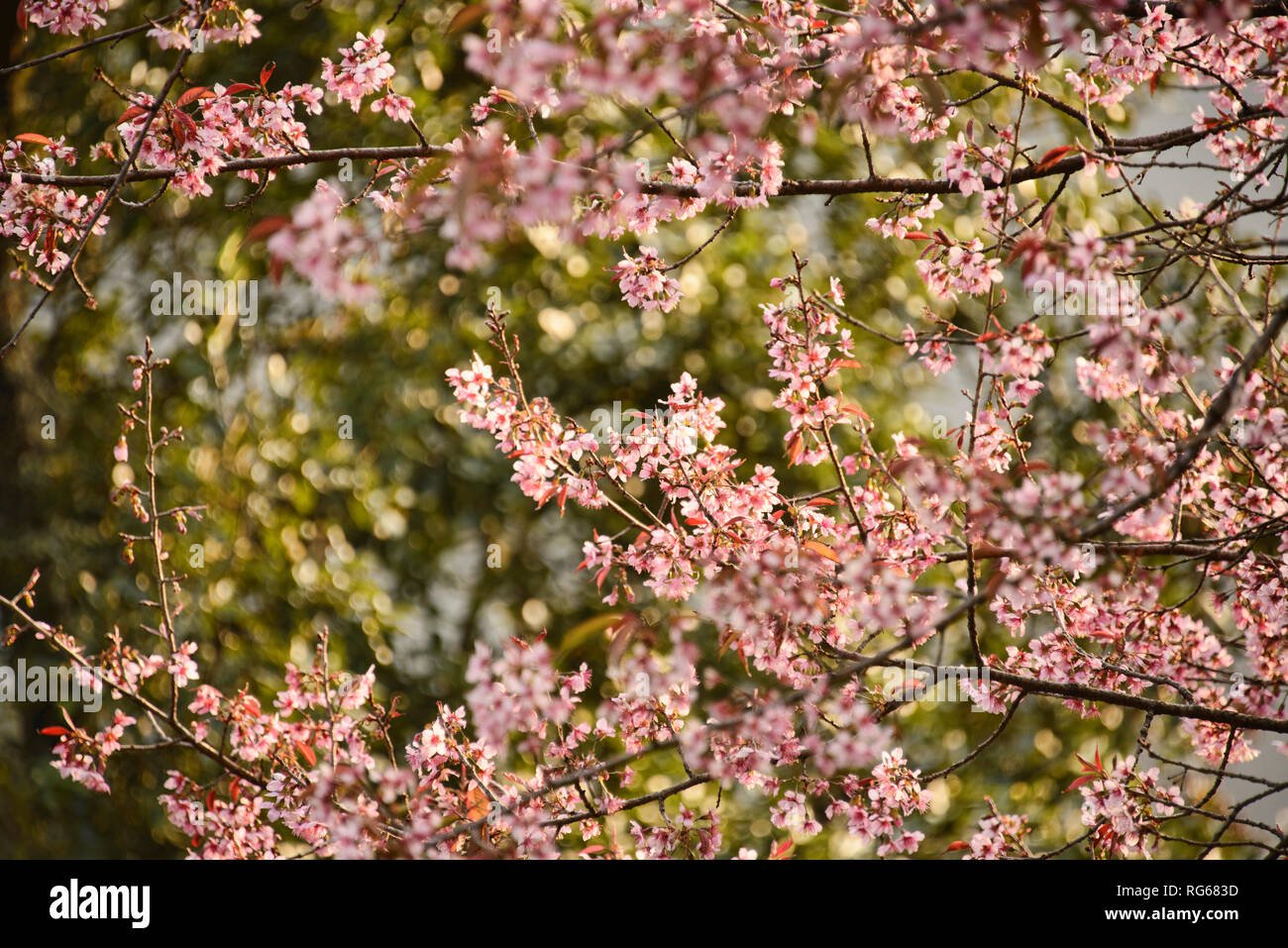 Himalayan wild cherry blossoms (Prunus cerasoides) along the Everest Base Camp trek, Khumbu, Nepal Stock Photo