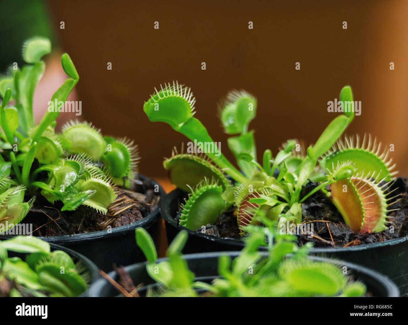 Venus fly trap pot hires stock photography and images Alamy