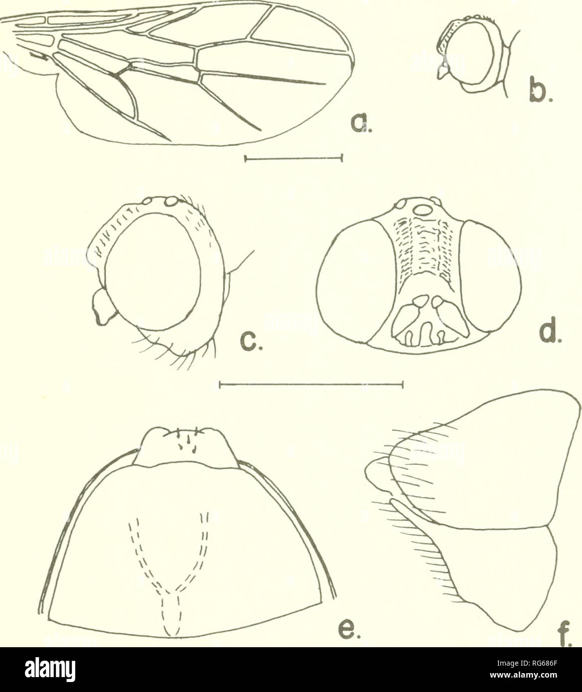 . Bulletin - United States National Museum. Science. SCENOPINIDAE OF THE WORLD 305. FfGURE 196.—Scenopinula pa'.lidipennis Panimonov, female: a, wing; h, lateral aspect of head; c, d, enlarged lateral and frontal aspects of head; e, ventral aspect of 8th sternum; /, lateral aspect of 8th and 9th segments. trichia complex and at present may be composed of as many as three genera. Until more specimens are available for study the exact combi- nations are uncertain. On the basis of wing venation, the condition of the short M 1+2 would place bicornis and complexa together while the genitalia of tli Stock Photo