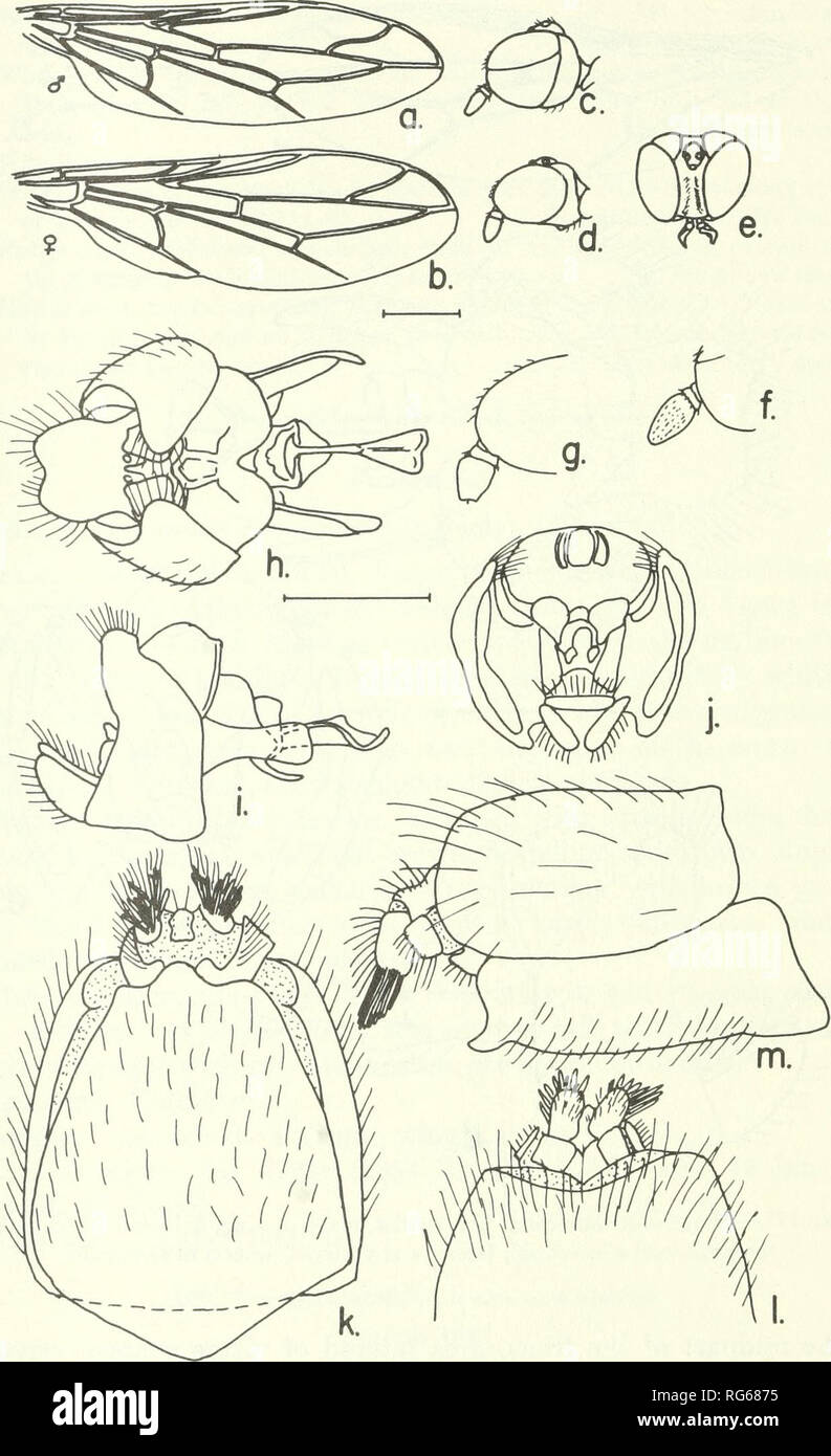 . Bulletin - United States National Museum. Science. 302 U.S. NATIONAL MUSEUM BULLETIN 277. Figure 194.—Neopseudalrichia kezvi, new species, male, female: a, male wing; b, female wing; c,d, lateral aspects of male and female heads; e, dorsal aspect of female head;/, g, enlarged details of male and female antennae; h-j, ventral, lateral and posterior aspects of male terminalia; k, ventral aspect of female 8th sternum and 9th segment; /, dorsal aspect of female 8th and 9th segments; m, lateral aspect of female 8th and 9th segments.. Please note that these images are extracted from scanned page i Stock Photo