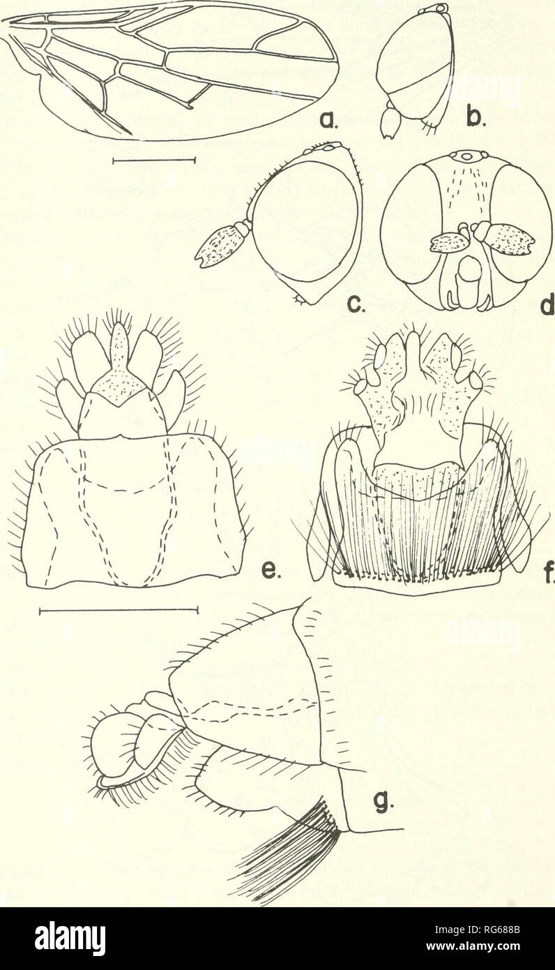 . Bulletin - United States National Museum. Science. 298 U.S. NATIONAL MUSEUM BULLETIN 277. Figure 92.—Seguyella turneri, new species, male, female: a, wing; b, lateral aspect of male head; c, enlarged lateral aspect of female head; d, enlarged frontal aspect of female head; e, dorsal aspect of female 8th and 9th segments;/, ventral aspect of female 8th and 9th segments; g, lateral aspect of female 8th and 9th segments.. Please note that these images are extracted from scanned page images that may have been digitally enhanced for readability - coloration and appearance of these illustrations  Stock Photo
