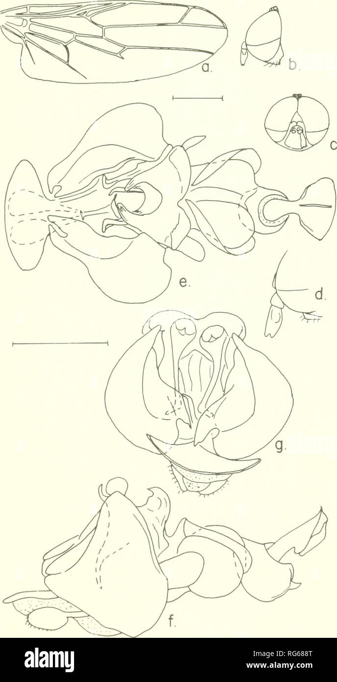 . Bulletin - United States National Museum. Science. SCENOPINIDAE OF THE WORLD 297. Figure 9.—Seguyella galaclica (Seguy), male: a, wing; h, lateral aspect of head; c, anterior aspect of head; d, enlarged detail of antenna; e-g, ventral, lateral and posterior aspects of terminalia.. Please note that these images are extracted from scanned page images that may have been digitally enhanced for readability - coloration and appearance of these illustrations may not perfectly resemble the original work.. United States National Museum; Smithsonian Institution; United States. Dept. of the Interior. Stock Photo