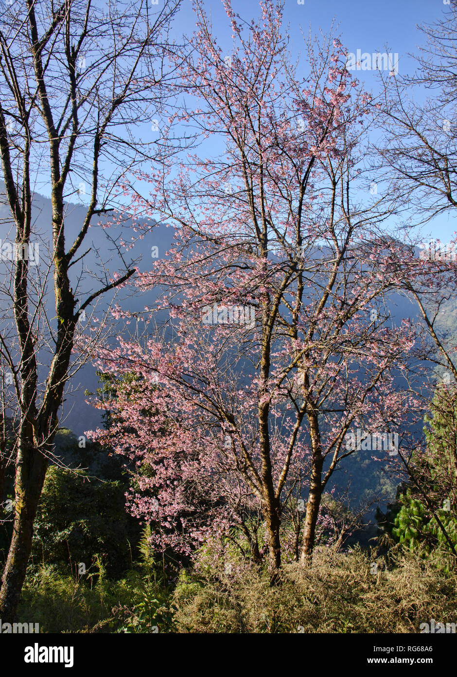 Himalayan wild cherry blossoms (Prunus cerasoides) along the Everest Base Camp trek, Khumbu, Nepal Stock Photo