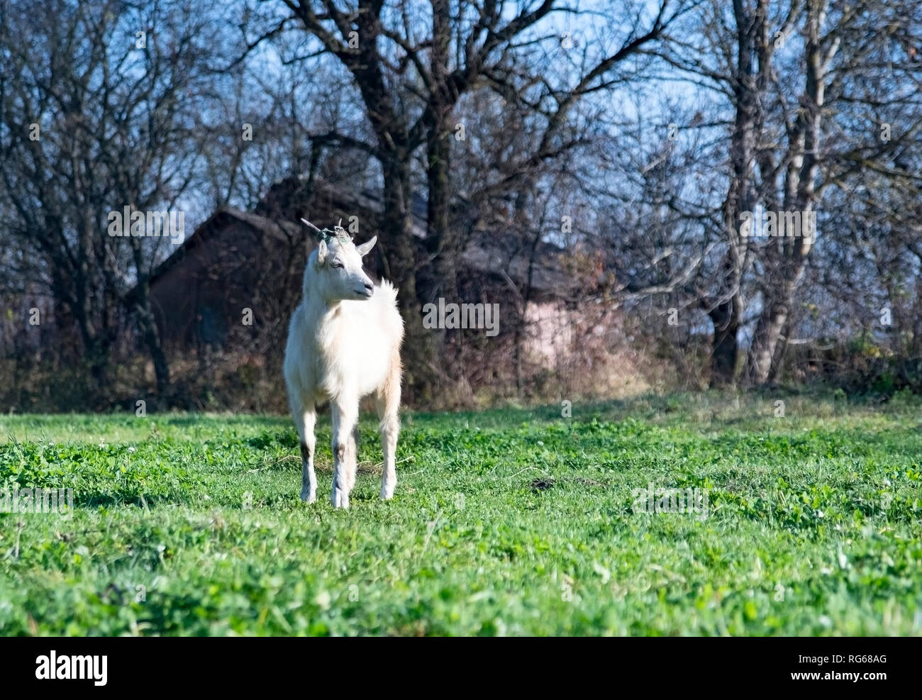 goat standing on background of a village house in green grass Stock Photo