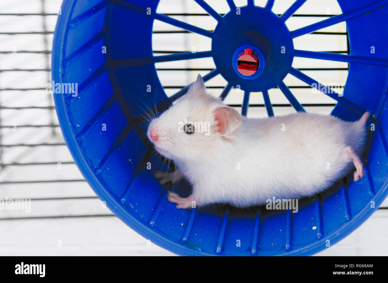 morgen van vergroting hamster running in the running wheel isolated on white backgroun Stock  Photo - Alamy