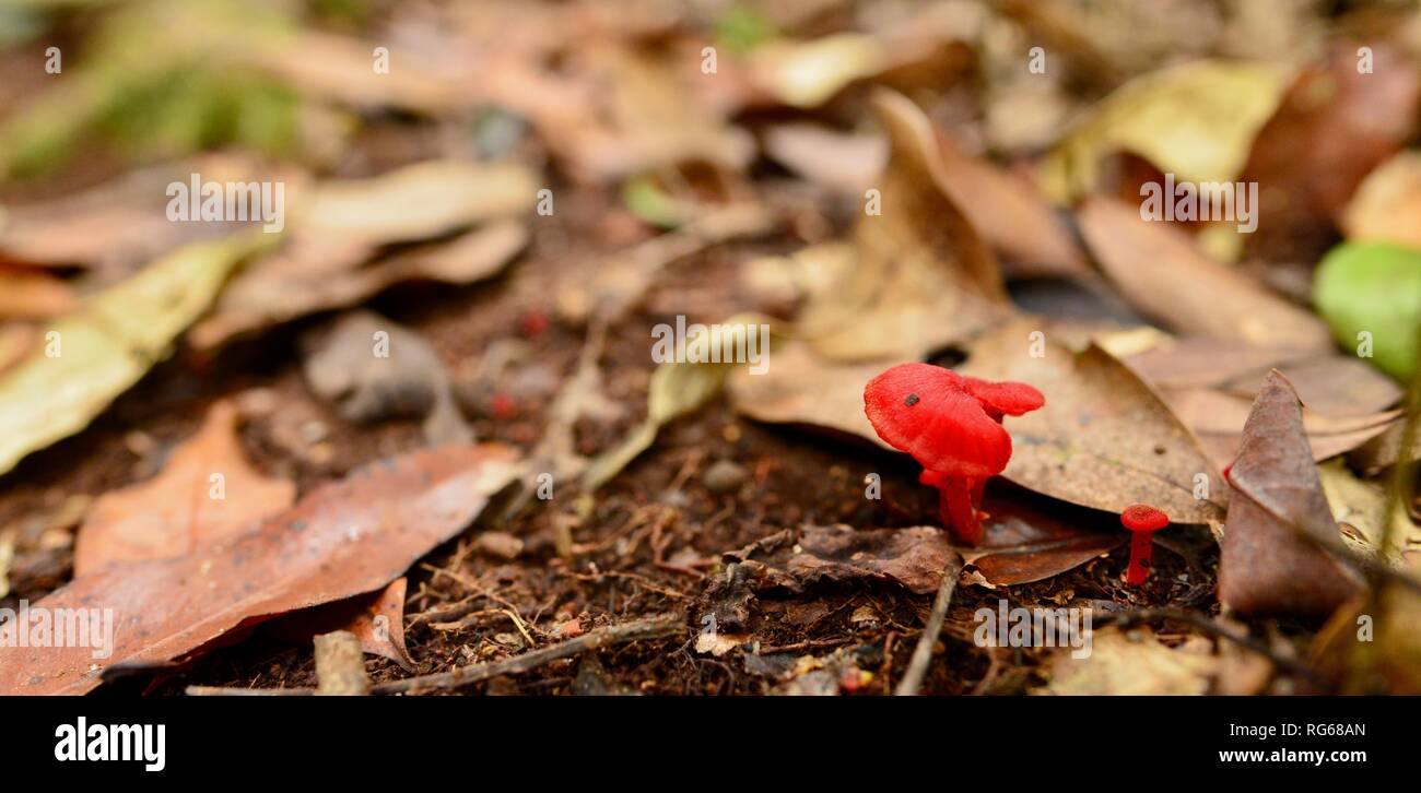 Bright red fungi likely a Hygrocybe sp. growing in leaf litter, The wishing pool circuit walk, Eungella National Park, Queensland, Australia Stock Photo