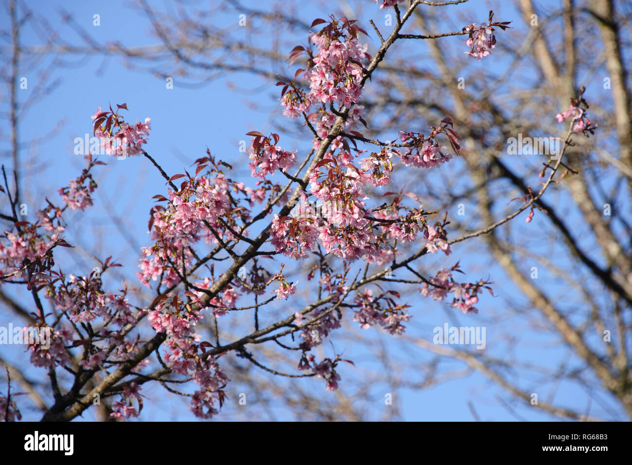 Himalayan wild cherry blossoms (Prunus cerasoides) along the Everest Base Camp trek, Khumbu, Nepal Stock Photo