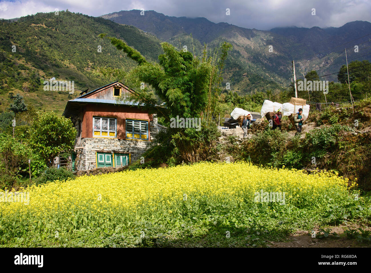 Field of mustard flowers on the trail to Everest Base Camp, Khumbu, Nepal Stock Photo