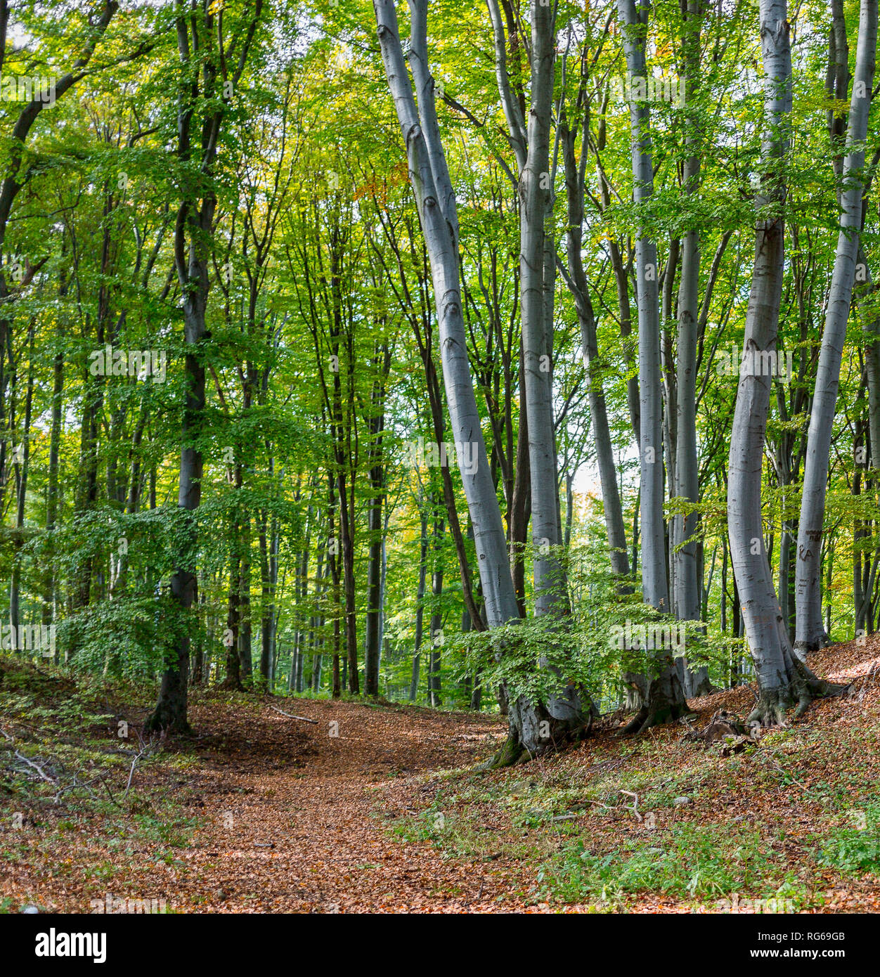 Lush green beech trees hi-res stock photography and images - Alamy