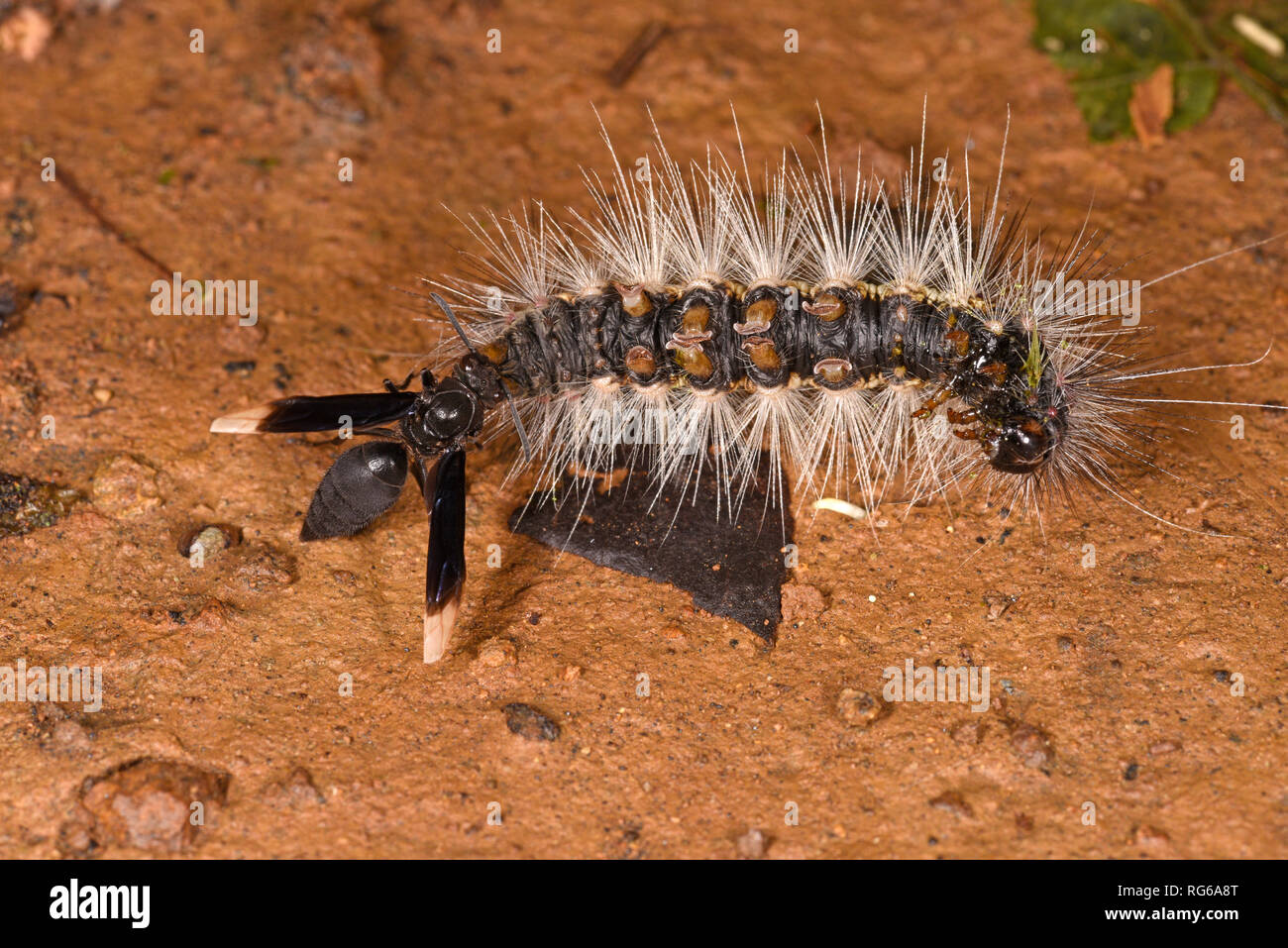 Black Predatory Wasp (Parachartergus apicalis) with dead caterpillar prey on ground, Turrialba, Costa Rica, October Stock Photo